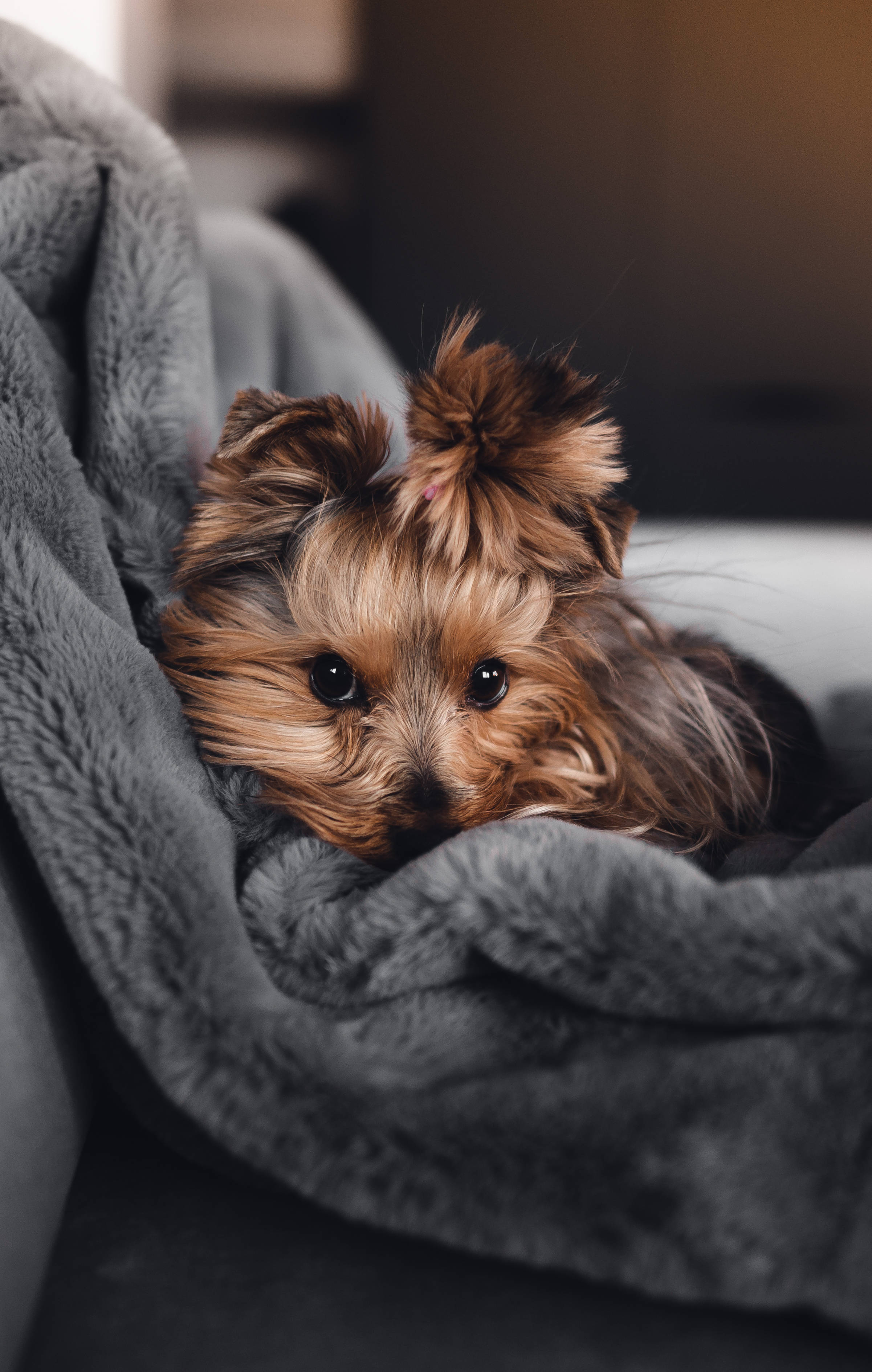 可愛的約克夏犬幼犬 壁紙 — 一隻毛茸茸的約克夏㹴幼犬，有著大大的黑色眼睛，從舒適的灰色毯子中探出頭來。