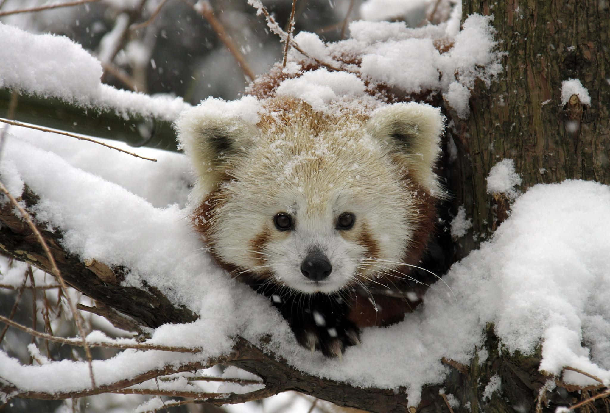 小熊貓從積雪樹枝上探頭