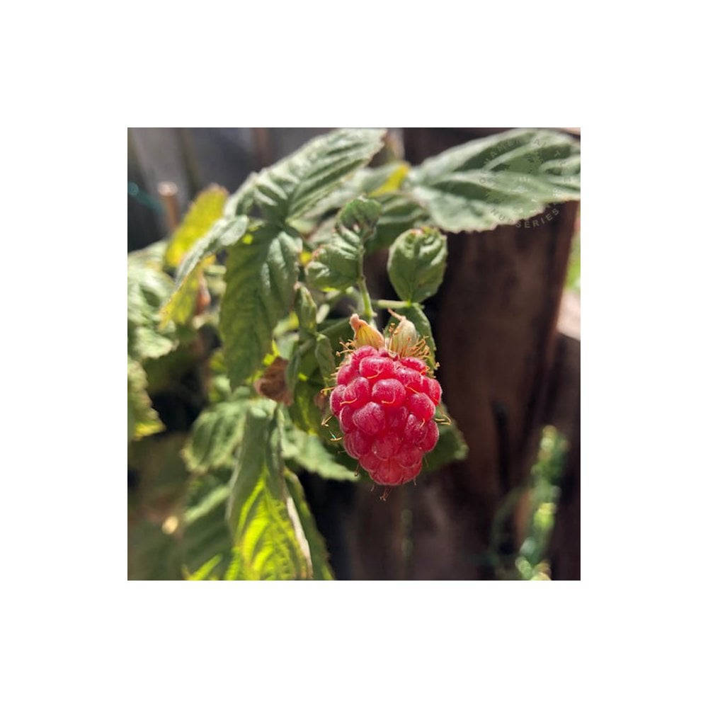 可愛的羅甘莓 壁紙 — 一顆成熟的紅覆盆子在陽光下閃閃發光，周圍是茂密的綠葉，背景是木柵欄。