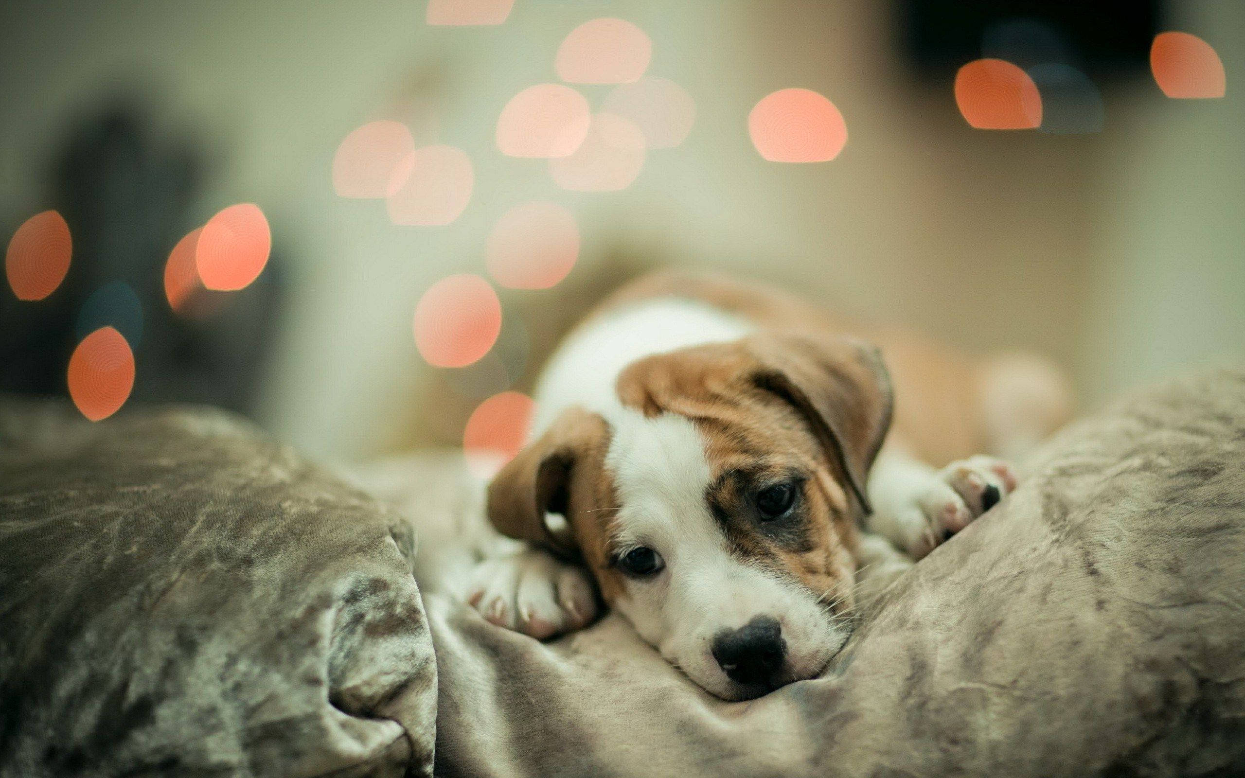 可愛的羅素梗犬嘟嘴躺著 壁紙 — 一隻睡眼惺忪的棕白色小狗將頭靠在柔軟的灰色靠墊上，背景中溫暖的散景燈光柔和地發光。