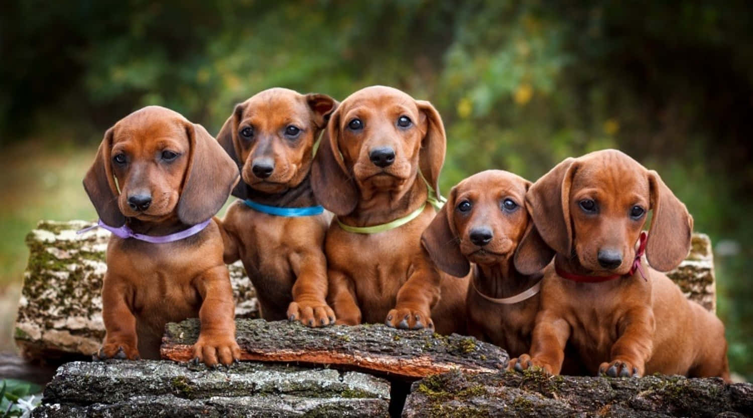 五隻戴著彩色項圈的臘腸犬幼犬，坐在森林中長滿苔蘚的木頭上。