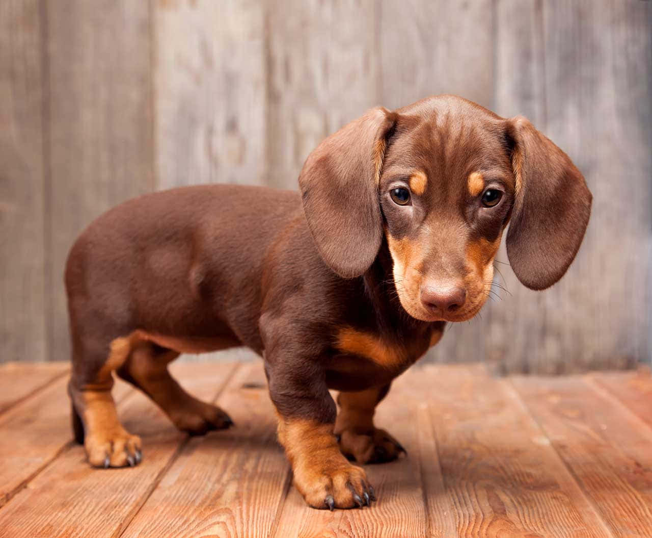 一隻棕色臘腸犬幼犬站在木頭上看著觀眾