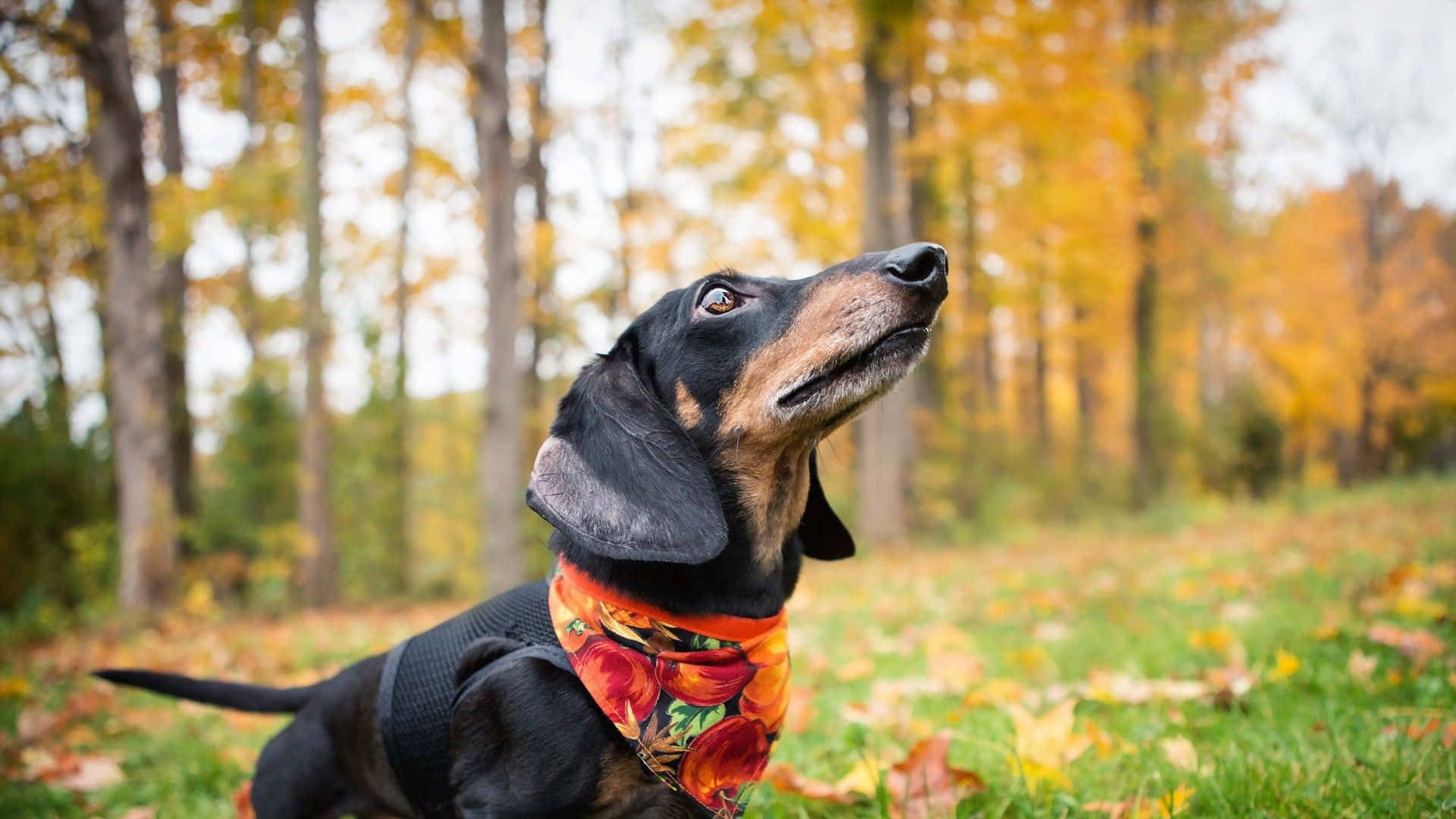 黑褐色臘腸犬戴著花卉圖案頭巾在秋日森林