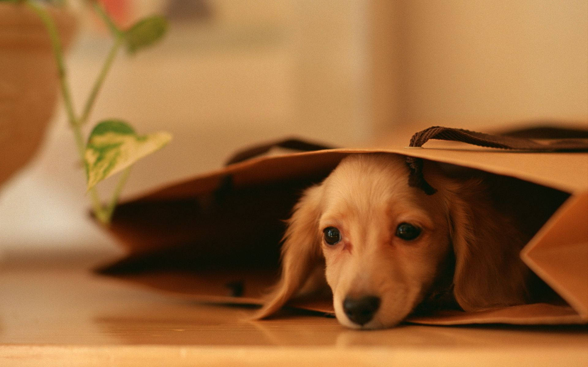 可愛的腊腸犬藏在紙袋裡 壁紙 — 一隻細小的臘腸犬幼犬從木質表面上的棕色紙袋內探出頭來，光線柔和溫暖。