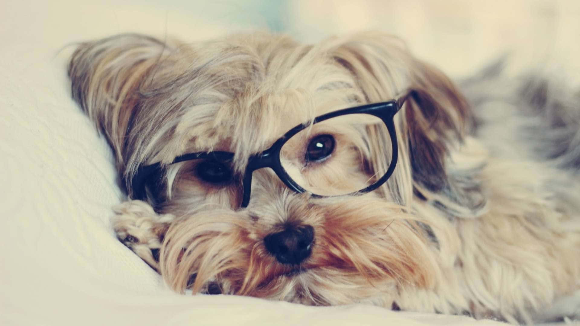 可愛的茶杯約克夏幼犬 壁紙 — 一隻毛茸茸的小狗戴著黑框眼鏡，將頭靠在柔軟的白色表面上，帶有溫暖的復古色調。