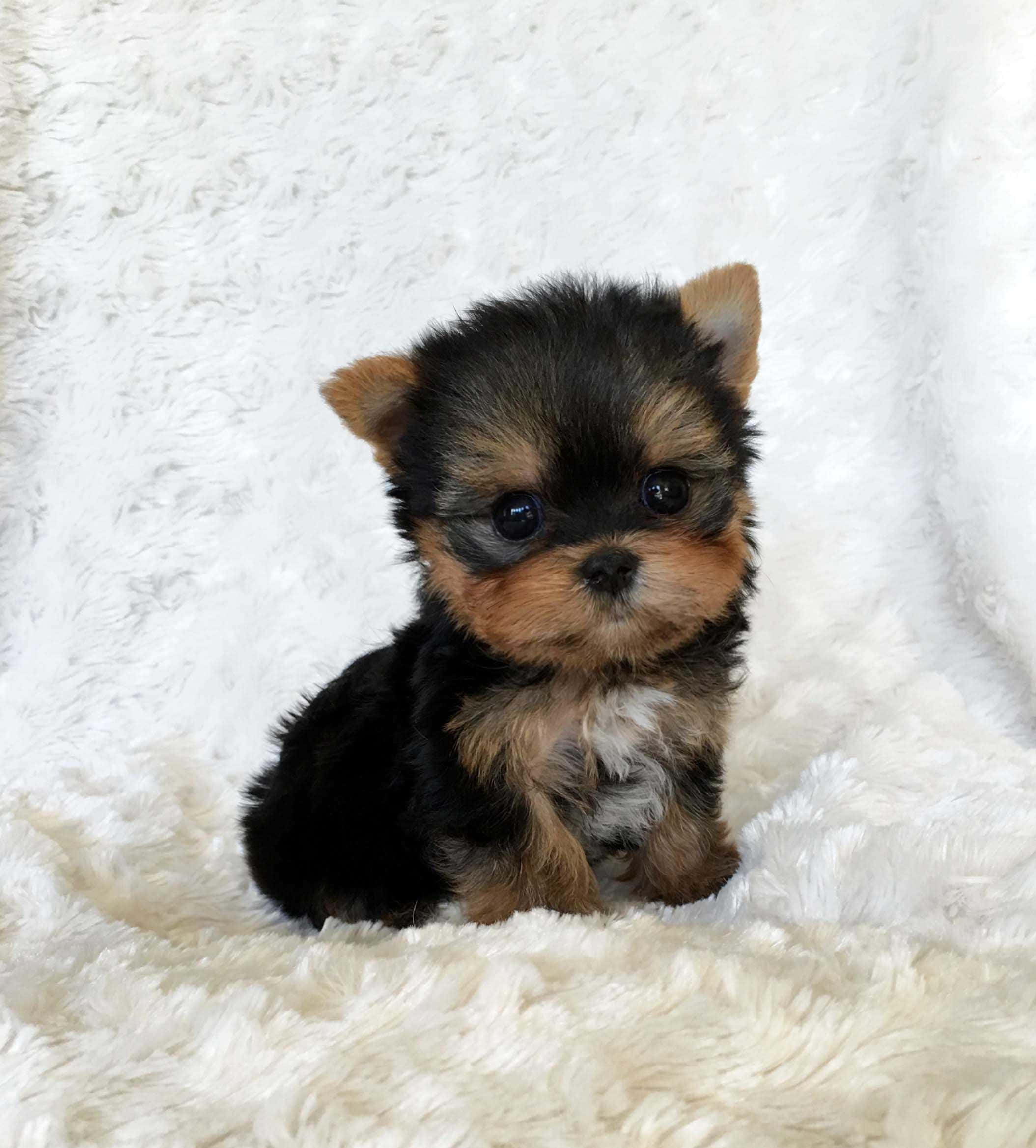 可愛的茶杯約克夏幼犬 壁紙 — 一隻細小的約克夏㹴幼犬，毛色黑褐相間，可愛地坐在柔軟的白色毛毯上。