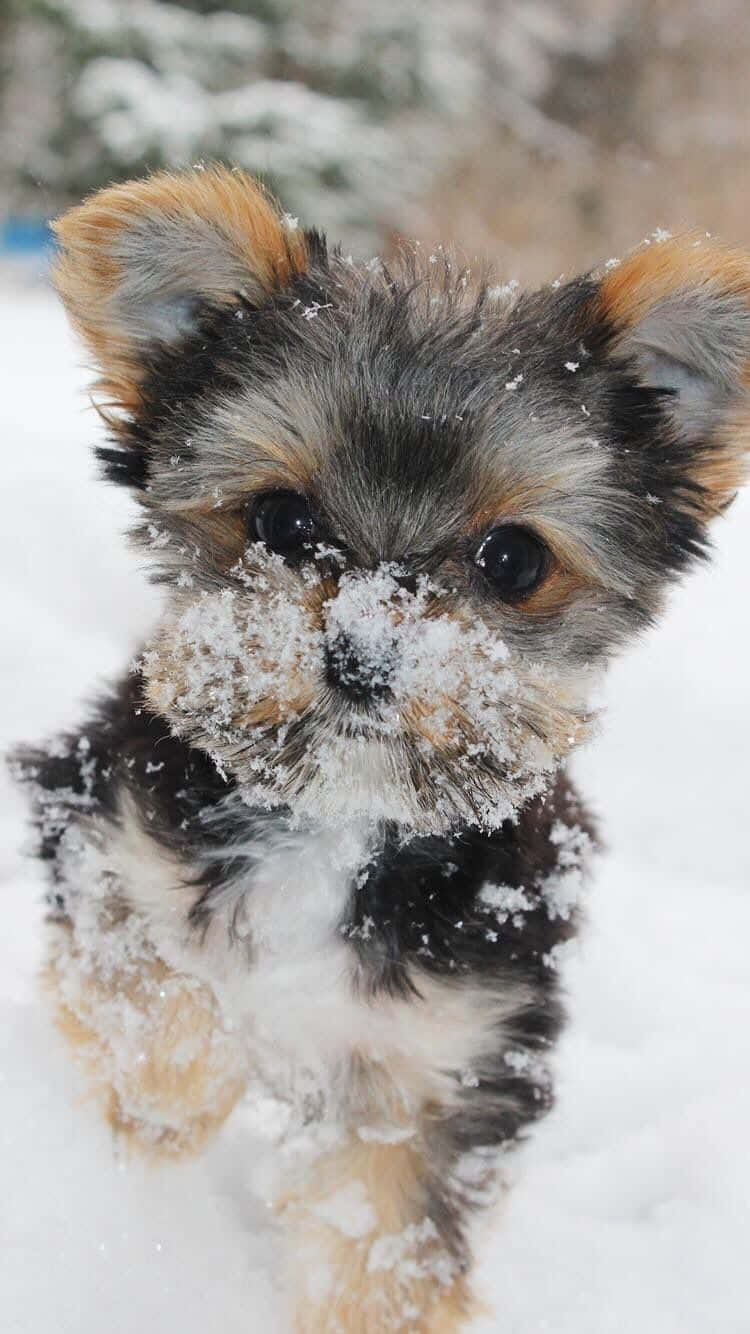 可愛的茶杯約克夏犬 壁紙 — 一隻毛茸茸的約克夏㹴幼犬，臉上沾著雪花，在白雪皚皚的冬日風景中快樂地奔跑。
