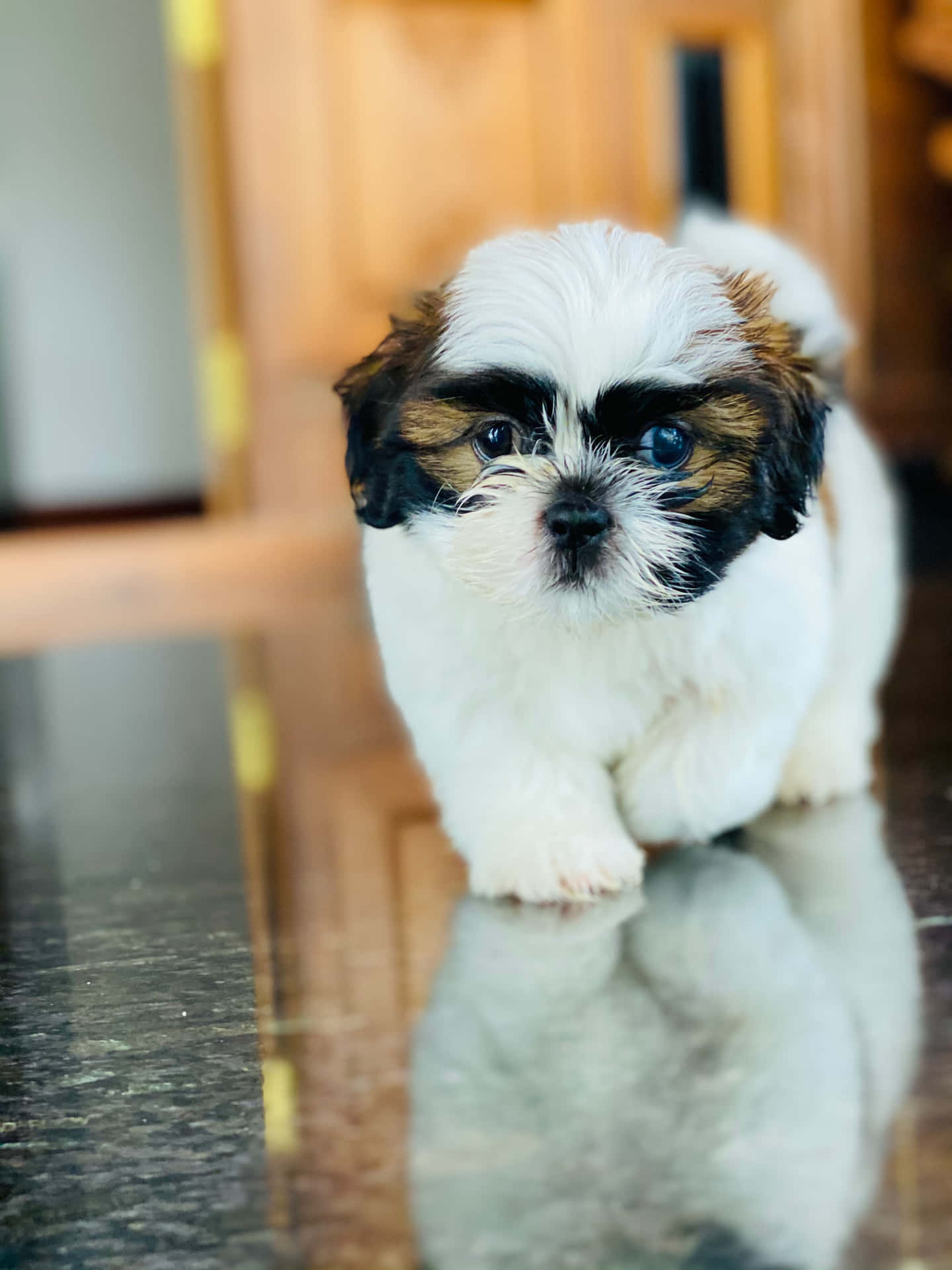 一隻藍色眼睛的小毛茸茸西施犬幼犬，站在室內反光的地板上。