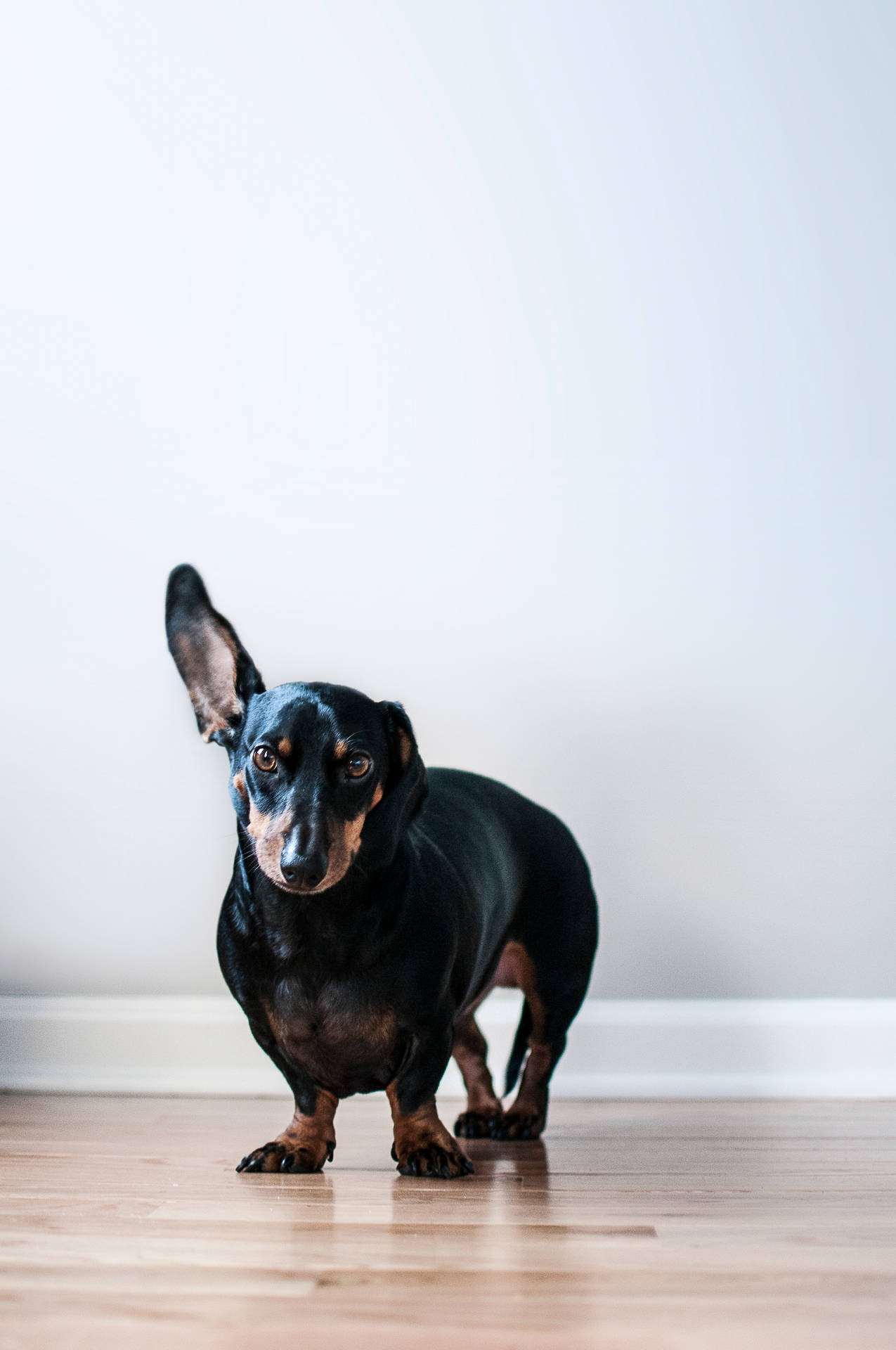 室內木地板上站立的黑褐色臘腸犬