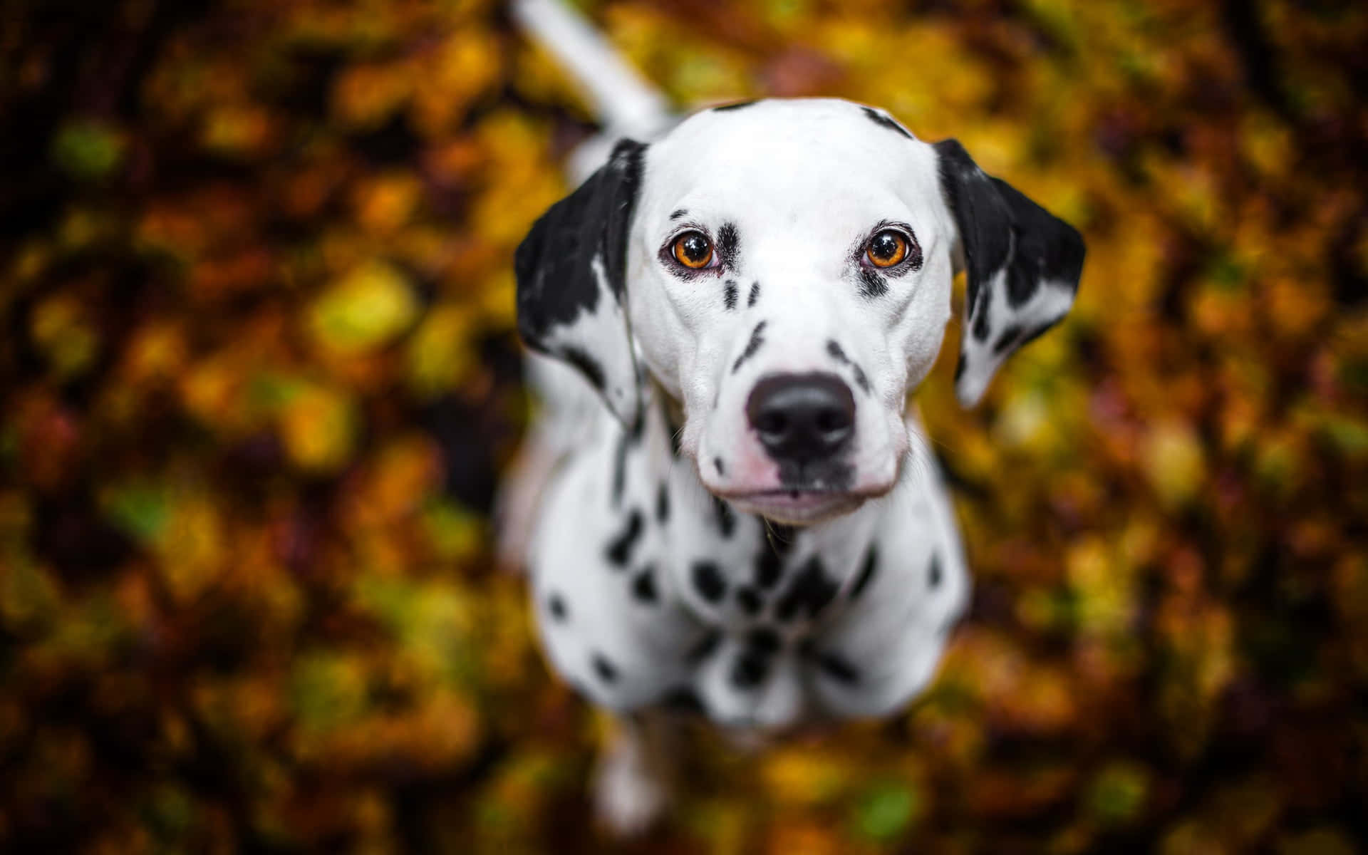 可愛的達爾馬提亞幼犬 壁紙 — 一隻斑點狗用明亮的眼睛向上望，背景是模糊的秋葉。