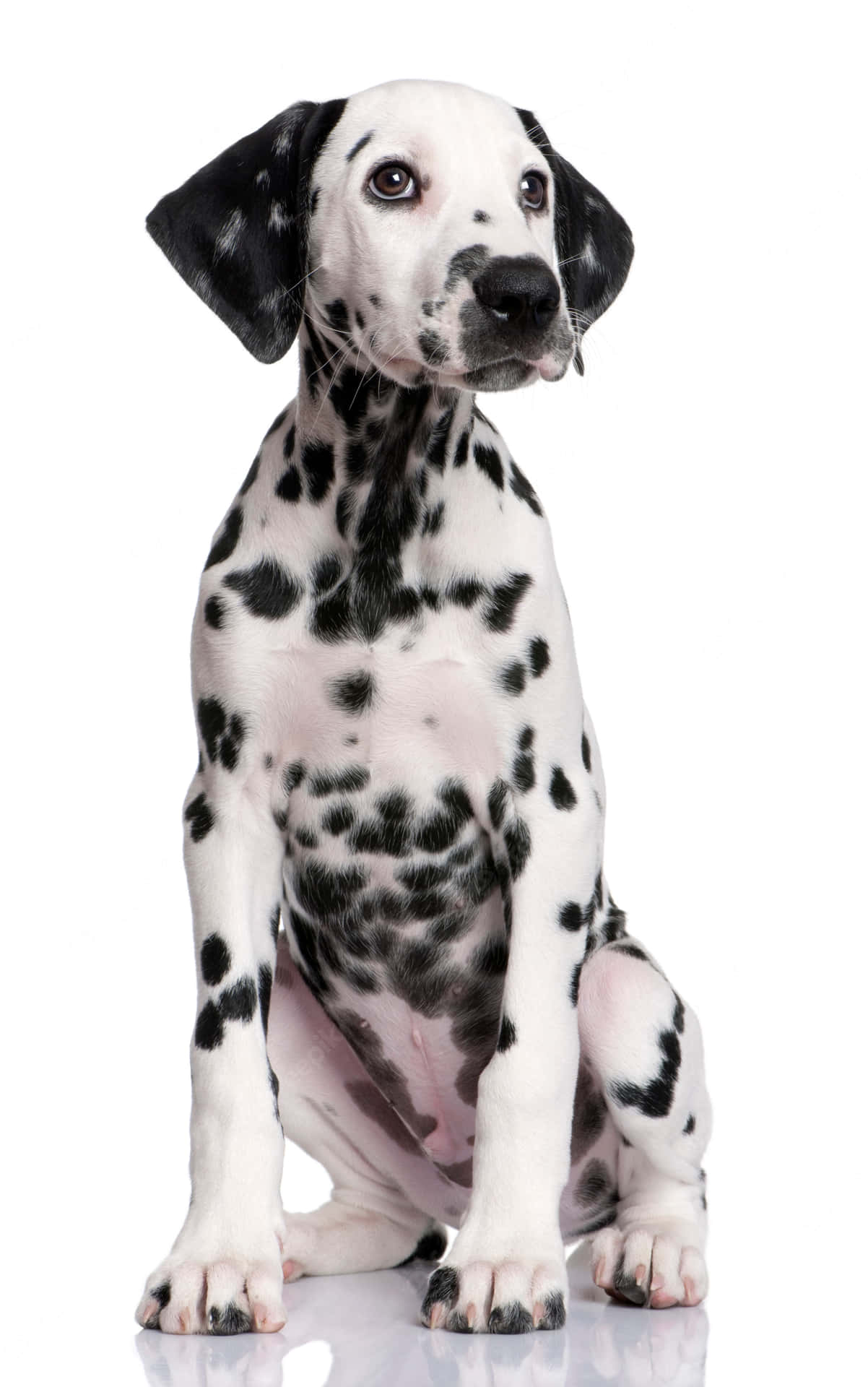 一隻年輕嘅斑點狗幼犬坐喺反光嘅白色表面上。