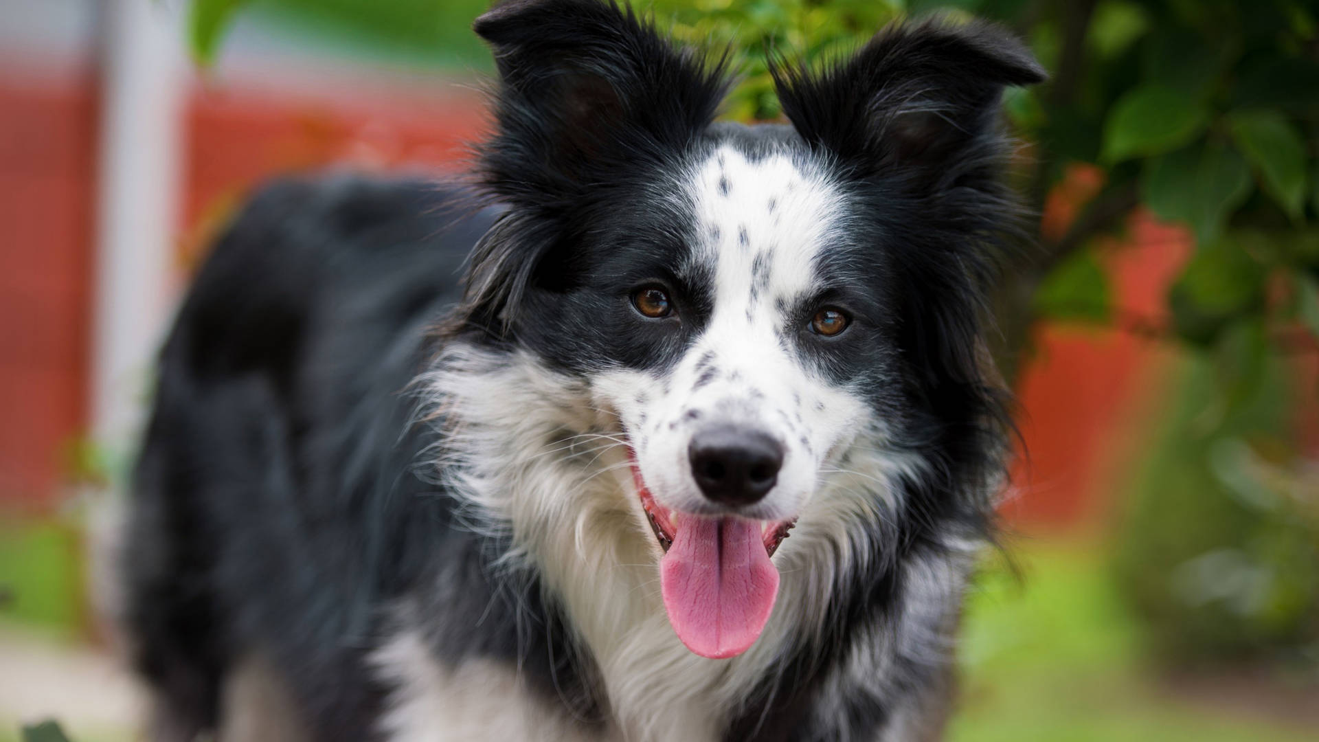 一隻黑白邊境牧羊犬伸出舌頭看著鏡頭。