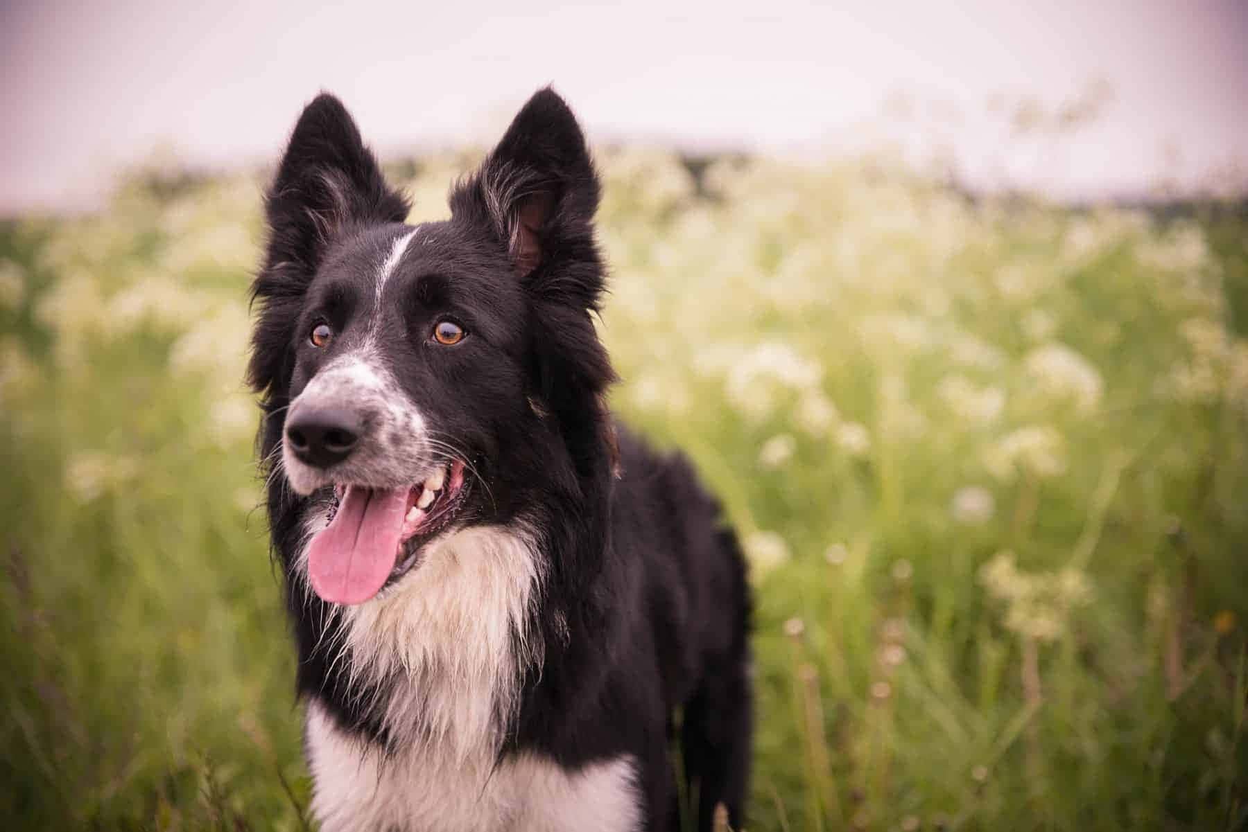 可愛的邊境牧羊犬幼犬 壁紙 — 一隻開心嘅黑白邊境牧羊犬伸出舌頭，企喺陽光普照嘅綠色草地同白色野花嘅田野入面。