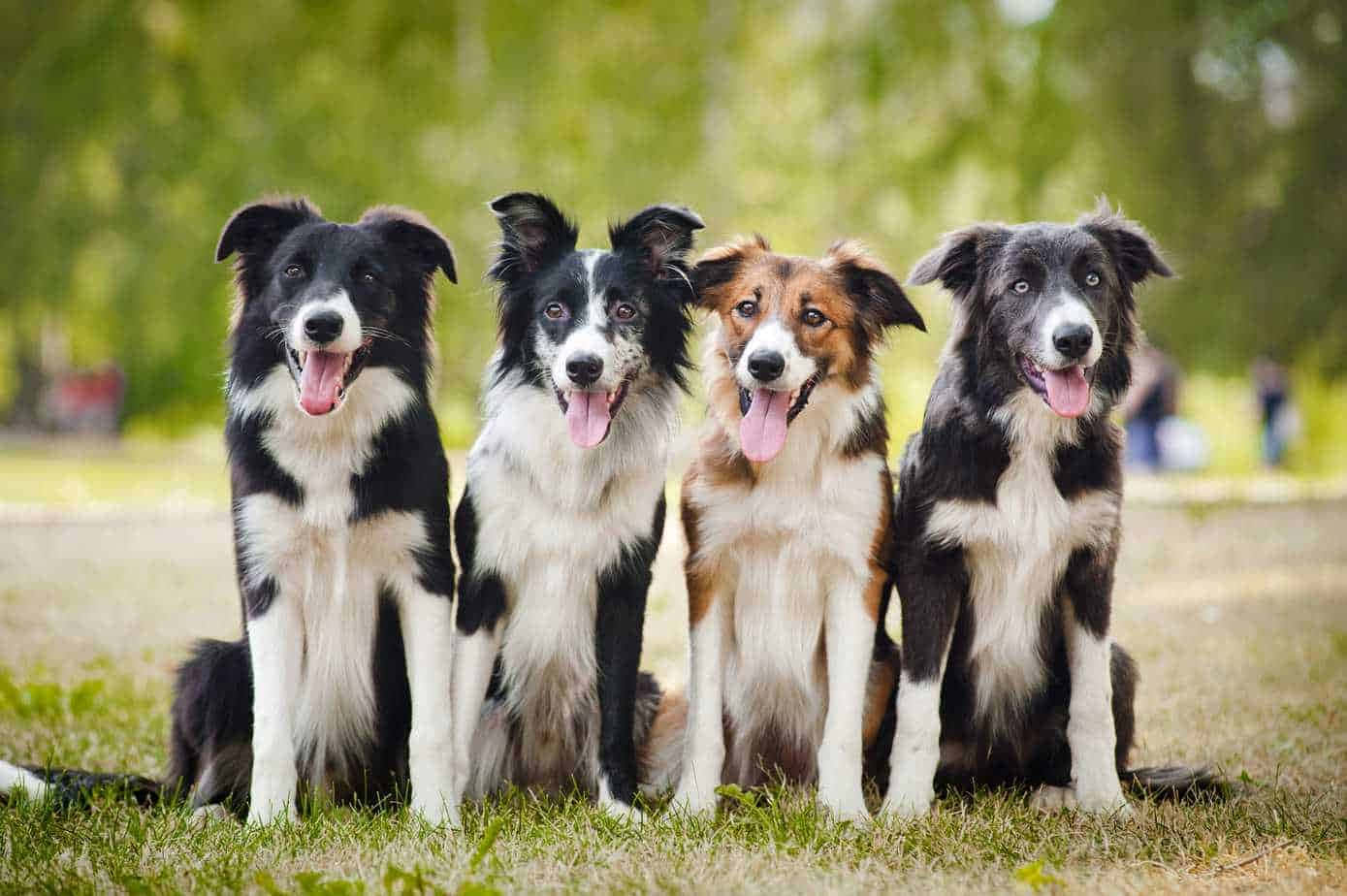 可愛的邊境牧羊犬幼犬在草地上依偎 壁紙 — 四隻快樂的邊境牧羊犬，帶有不同斑紋，警覺地坐在草地上，伸出舌頭，背景是柔和的綠色模糊效果。