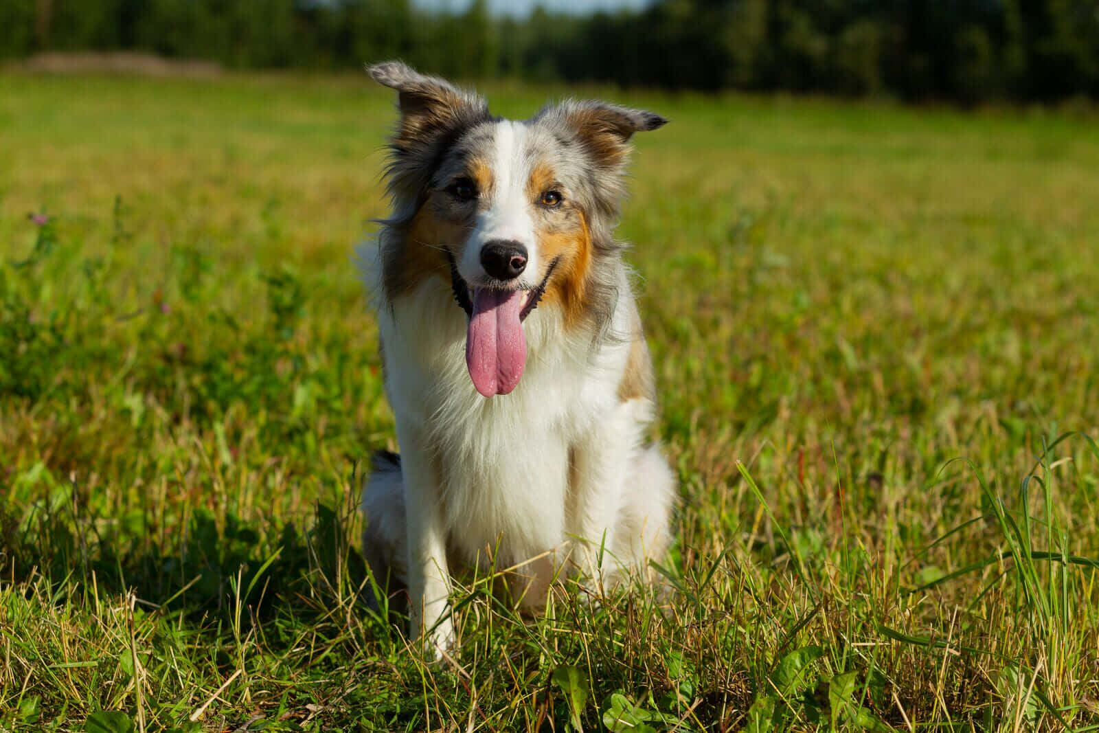 可愛的邊境牧羊犬幼犬尋求擁抱 壁紙 — 一隻快樂的邊境牧羊犬，毛色為白色、棕色和黃褐色，坐在陽光明媚的草地上喘氣，背景有樹木。