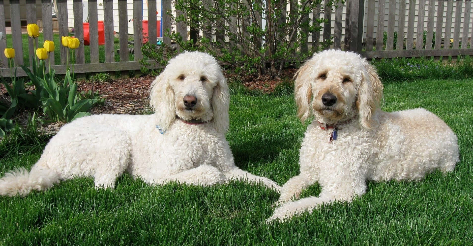 可愛的金毛oodle幼犬 壁紙 — 兩隻毛茸茸的白色貴賓犬在木柵欄附近鮮綠色的草地上，旁邊有盛開的黃色鬱金香，正在閒逛。