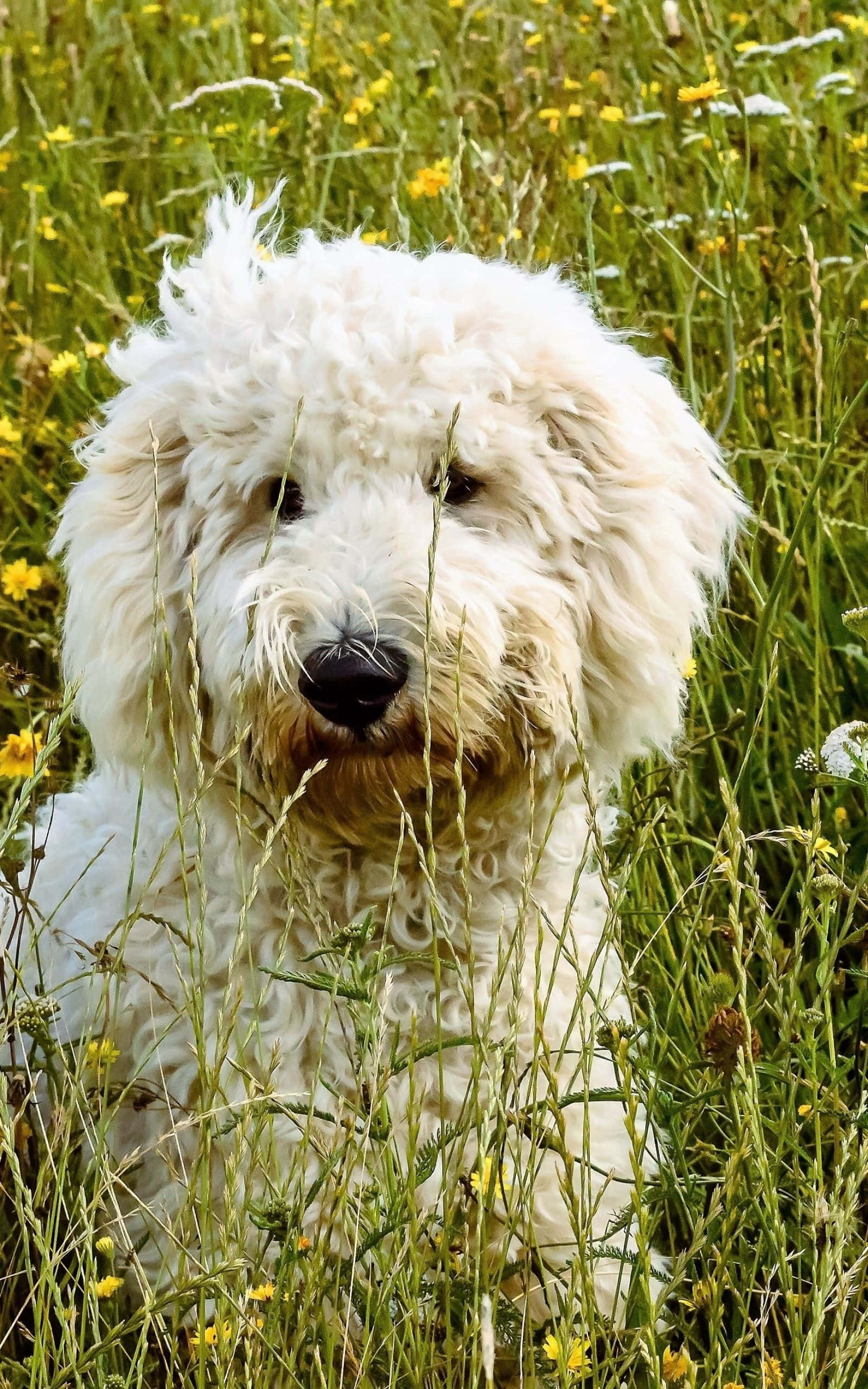可愛的金毛oodle幼犬 壁紙 — 一隻毛茸茸的白狗，深色眼睛，透過長滿黃色野花的高草叢中窺視。