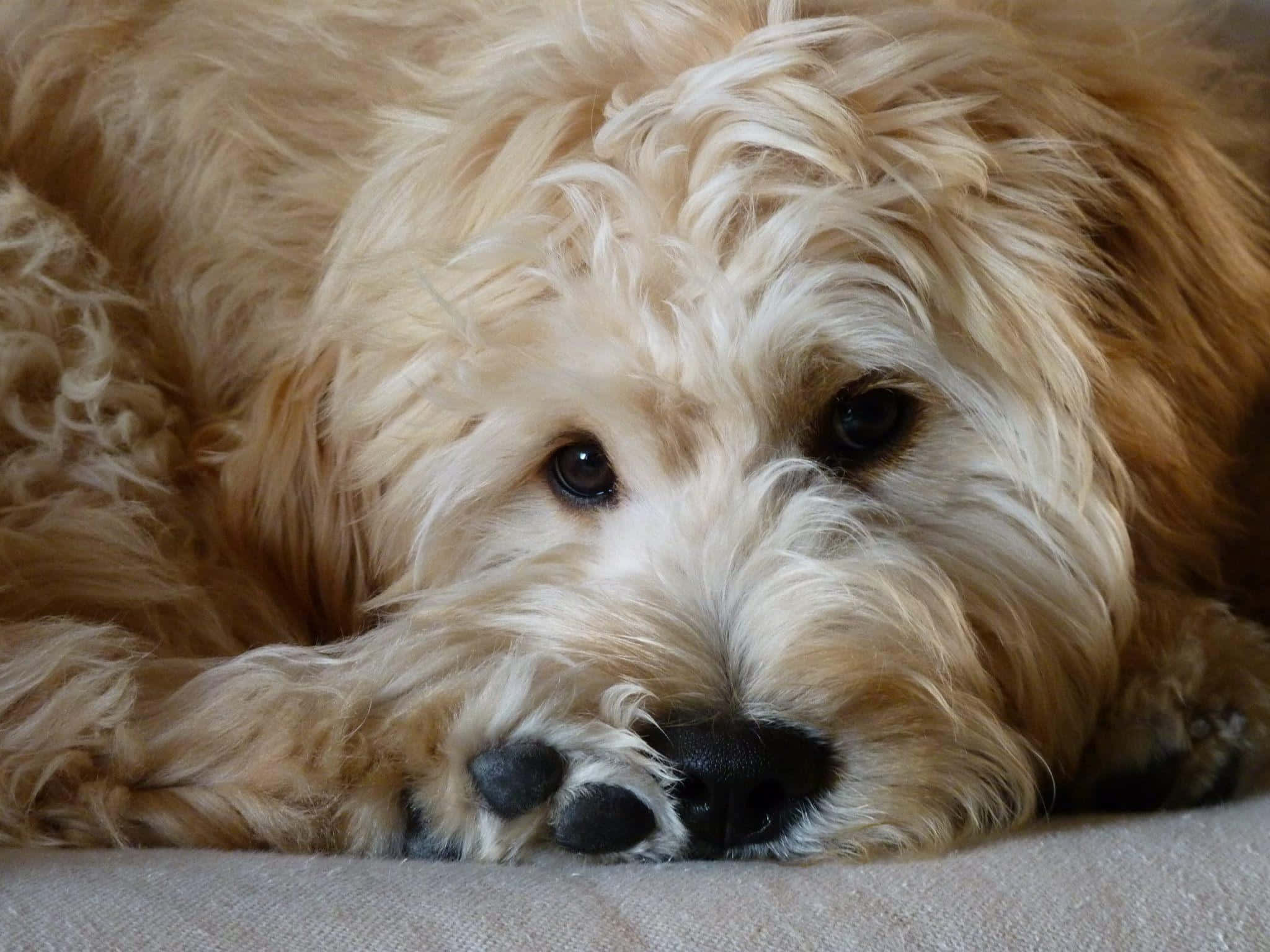 可愛的金毛oodle幼犬享受擁抱時光 壁紙 — 一隻毛茸茸的金色狗將頭放在柔軟的表面上，溫柔的眼睛凝視前方。