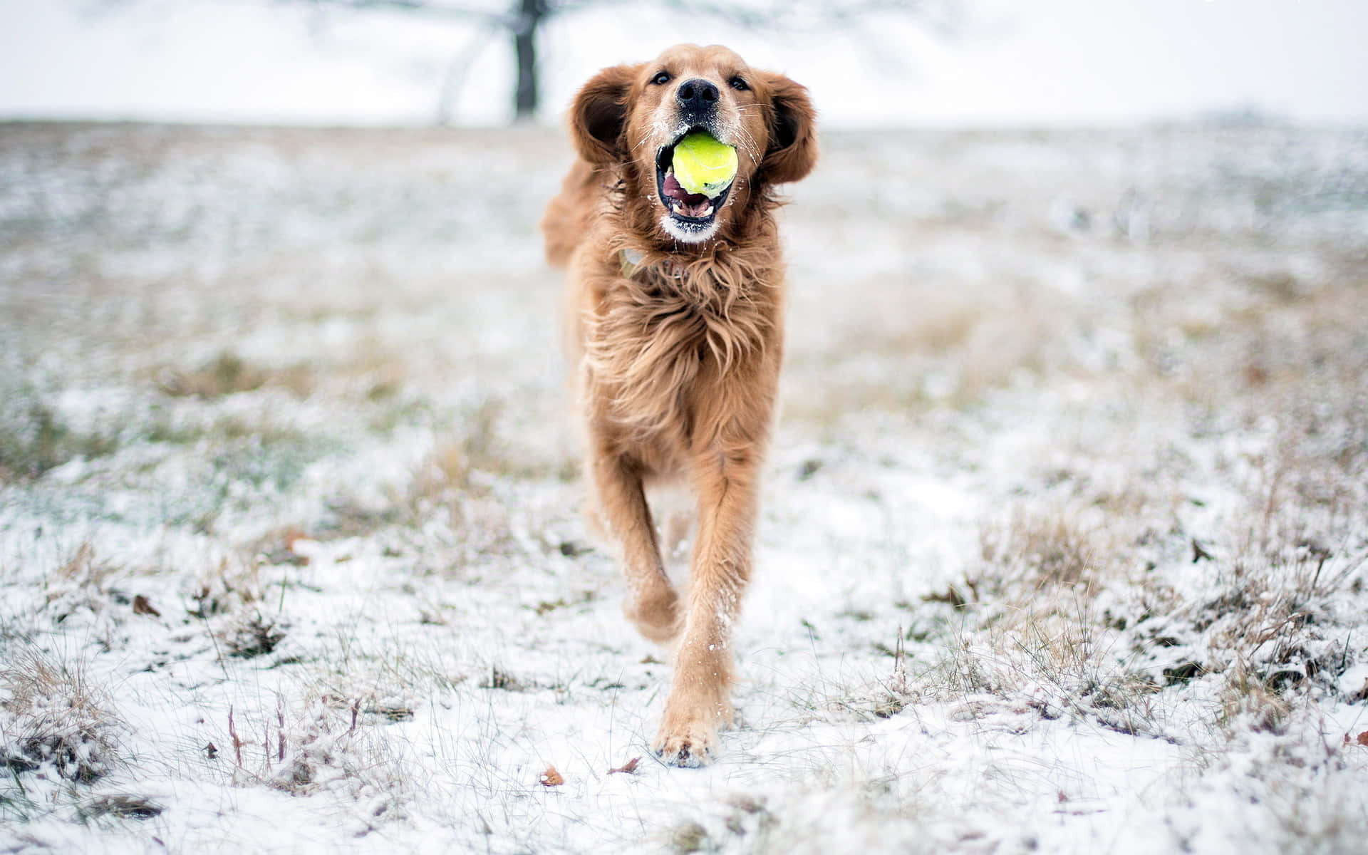 可愛的金毛幼犬 壁紙 — 一隻快樂的金毛尋回犬在雪地裡奔跑，嘴裡叼著一個亮黃色的網球。