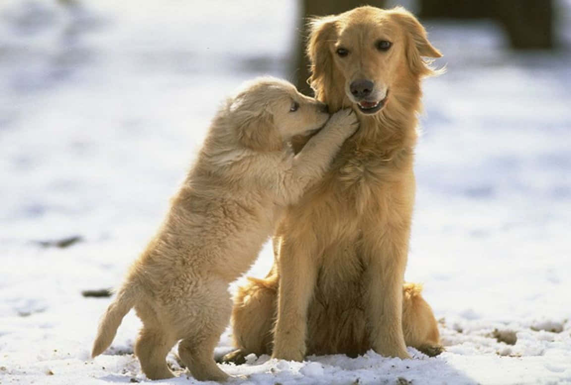 可愛的金毛幼犬 壁紙 — 一隻金毛尋回犬幼犬在雪地上，於明媚陽光下，深情地用鼻子蹭著母親的臉。