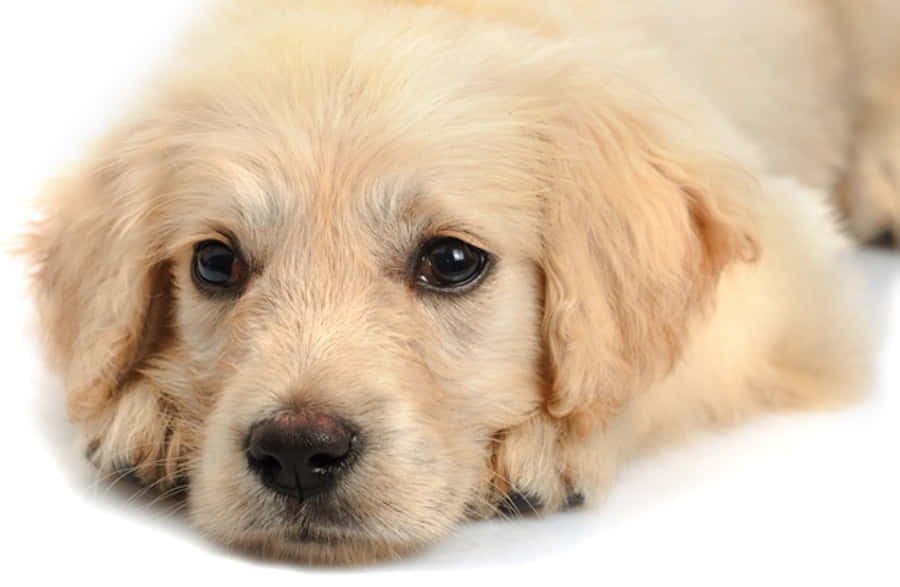 可愛的金毛幼犬 壁紙 — 一隻金色尋回犬幼犬，擁有柔軟蓬鬆的毛髮和一雙黑色大眼睛，將頭靠在白色背景上。