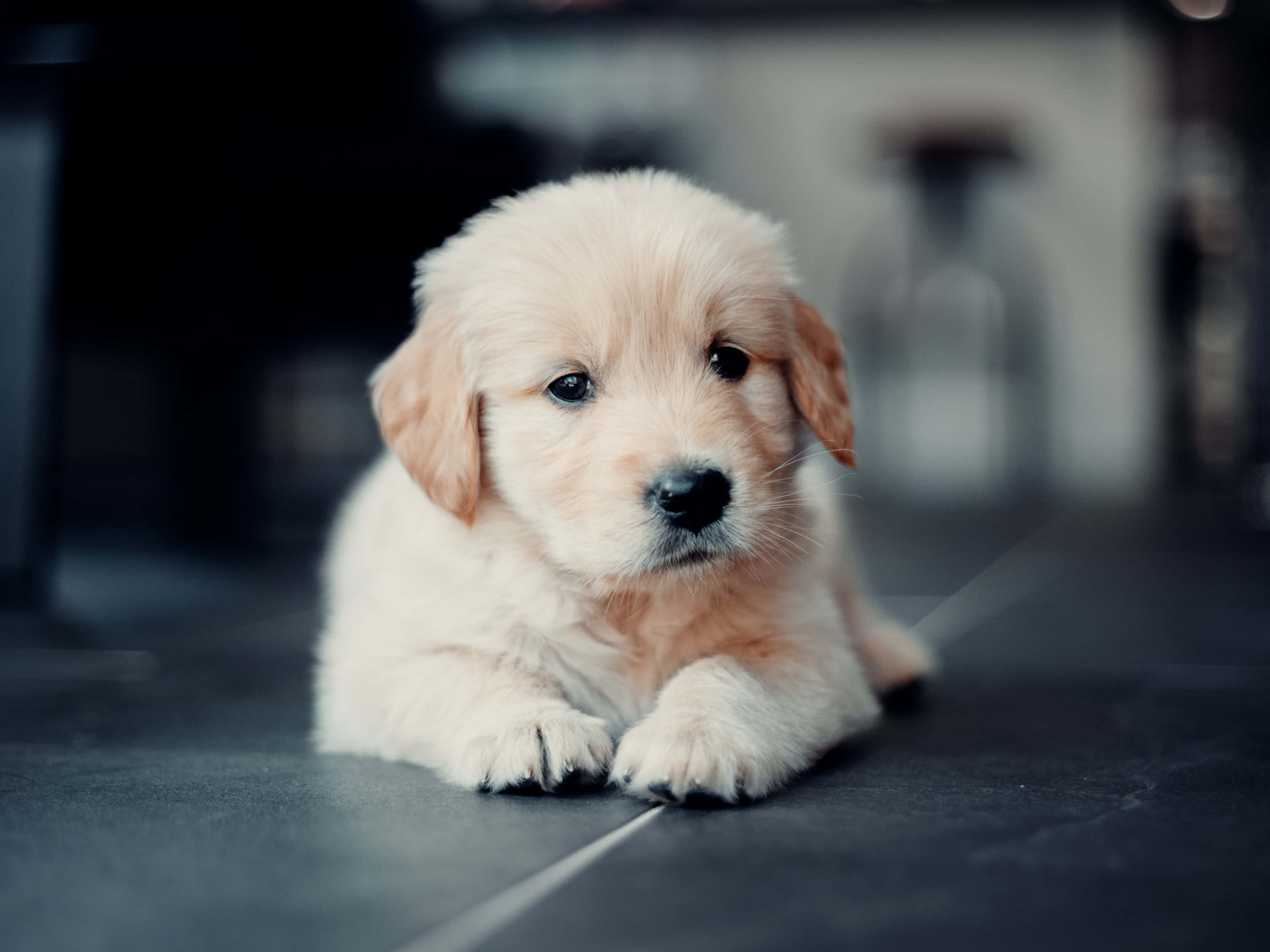 可愛的金毛幼犬在草地上依偎 壁紙 — 一隻毛茸茸的金毛尋回犬幼犬躺在深色瓷磚地板上，背景柔和模糊。