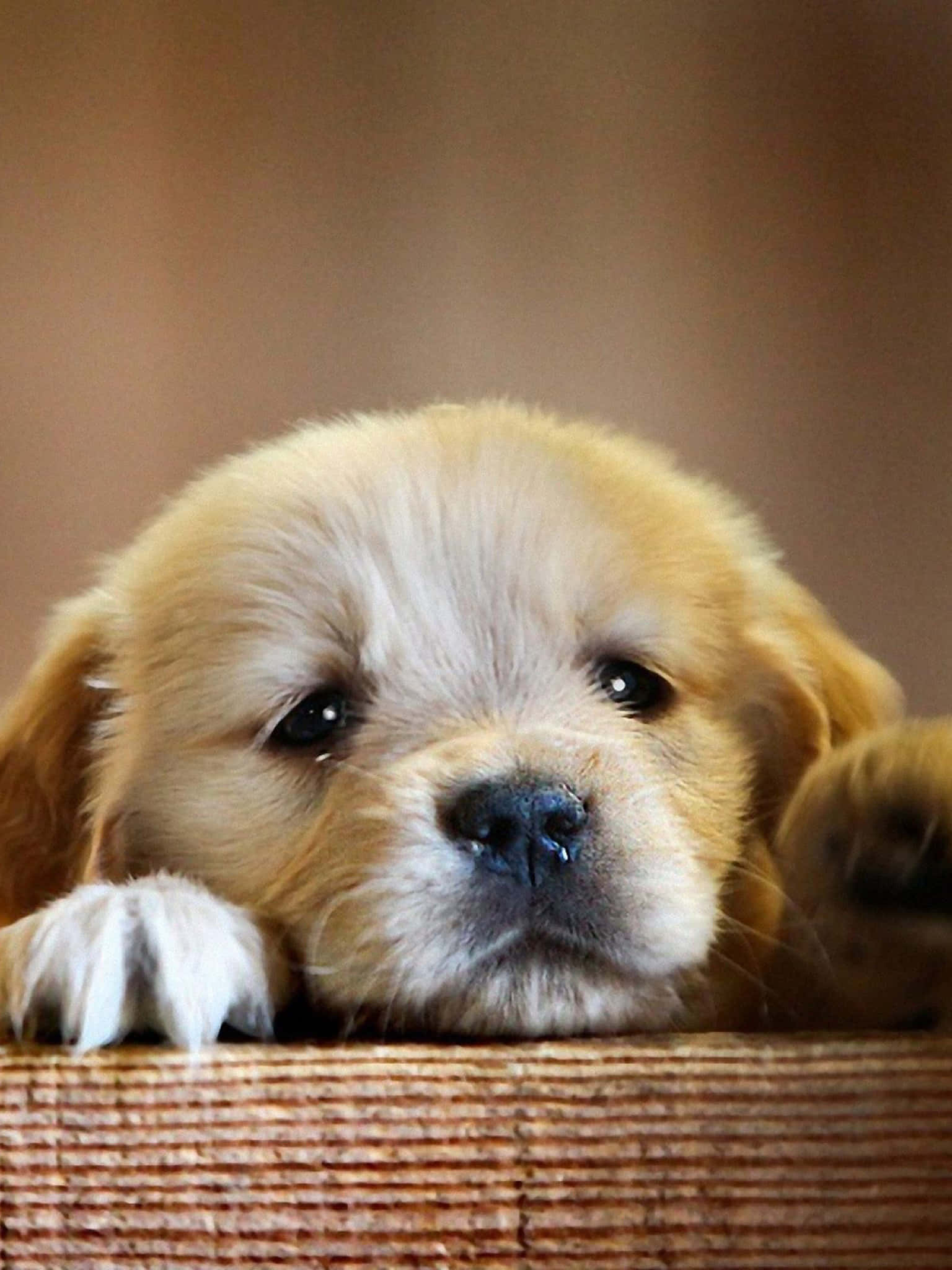 可愛的金毛幼犬將可愛與歡樂散播到各處 壁紙 — 一隻金毛尋回犬幼犬，毛髮柔軟，眼睛又大又黑，將爪子放在一個編織籃上，直視鏡頭。