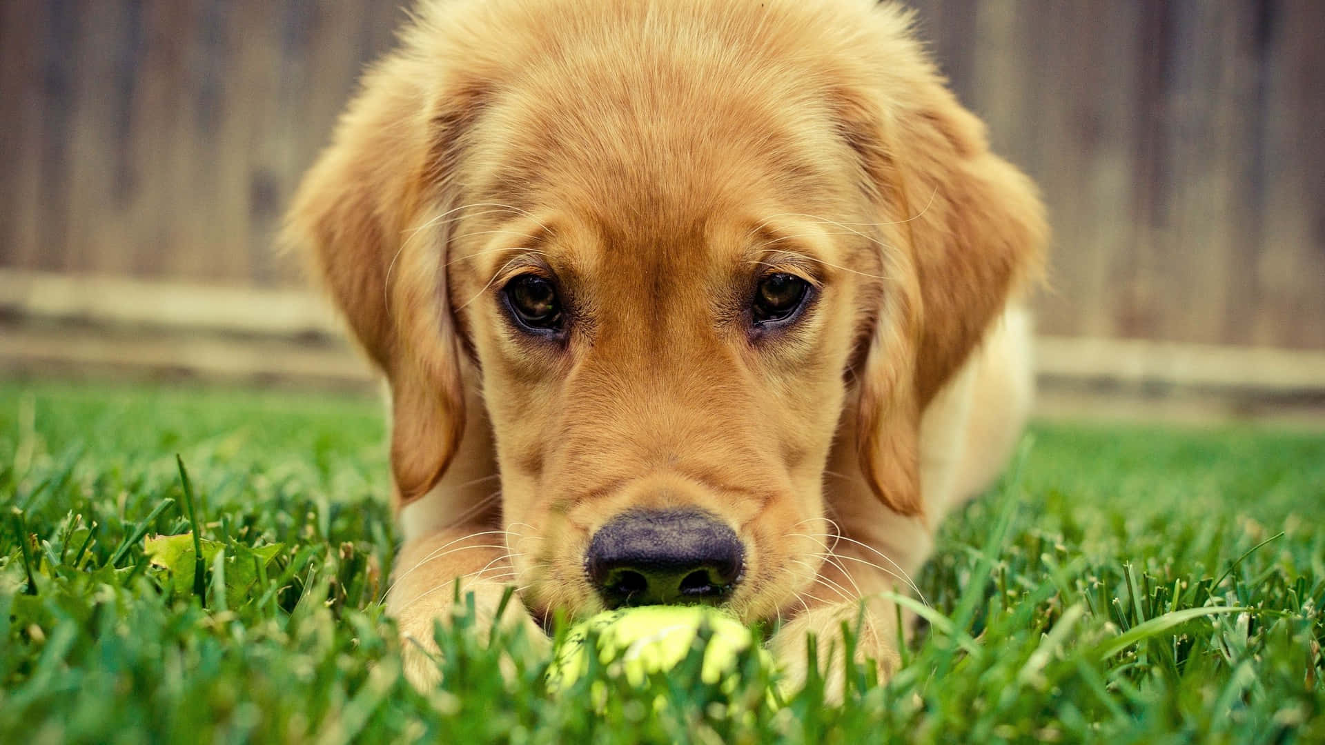 可愛的金毛幼犬微笑 壁紙 — 一隻金毛尋回犬幼犬躺在鮮綠色的草地上，黃色網球靠近牠的鼻子。