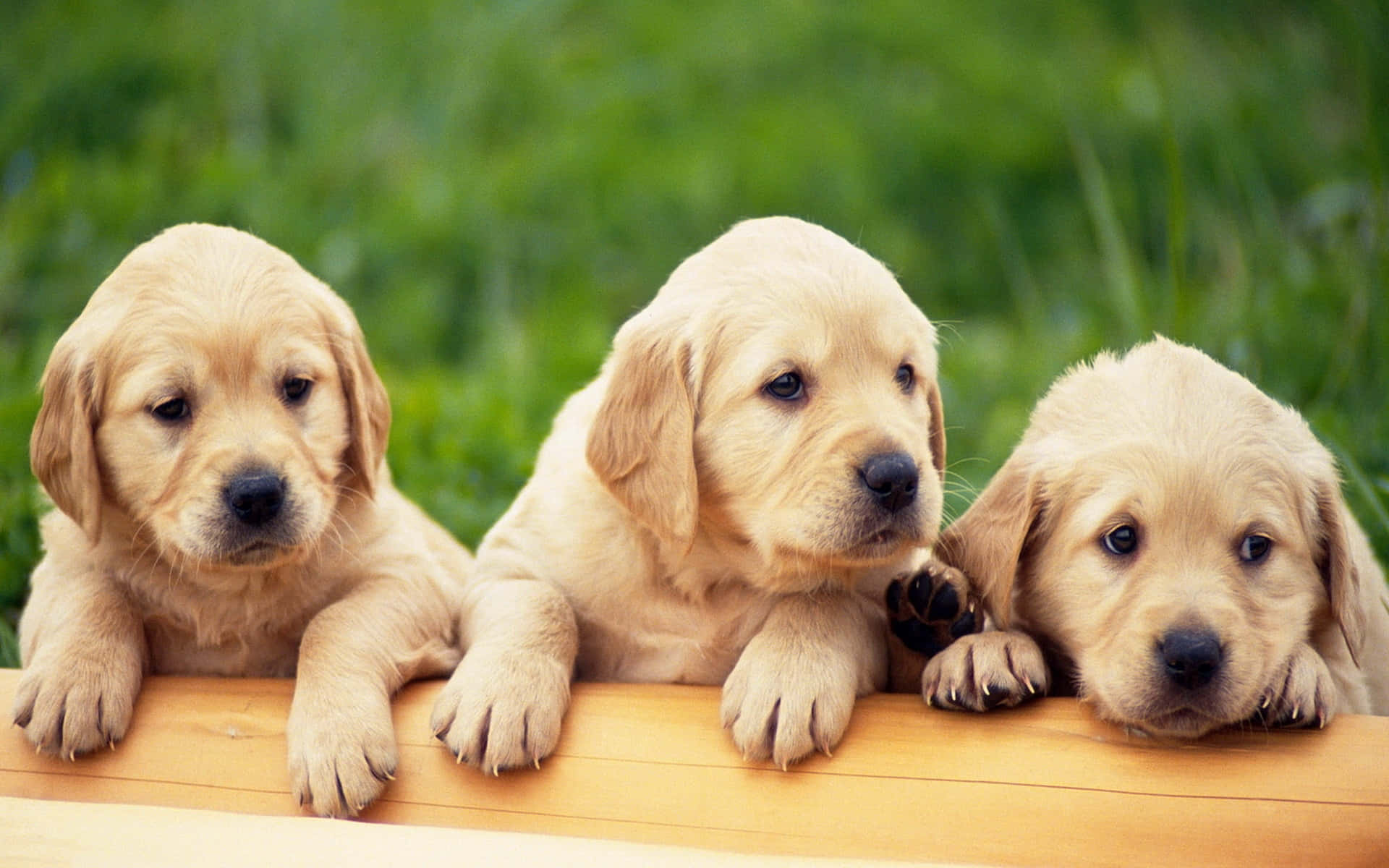 可愛的金毛幼犬戶外度日 壁紙 — 三隻可愛的金毛尋回犬幼犬將爪子放在木質表面上，背景是柔和的綠色草地。