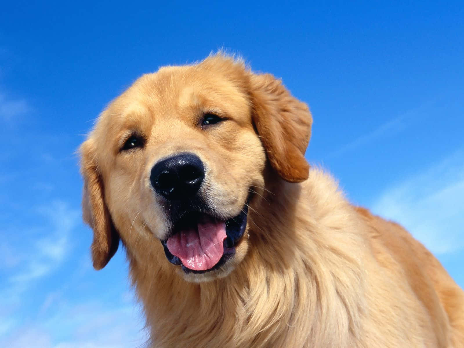 可愛的金毛幼犬歡迎你回家 壁紙 — 一隻金毛尋回犬帶著喜悅的表情，舌頭伸出，映襯著明亮的藍天。