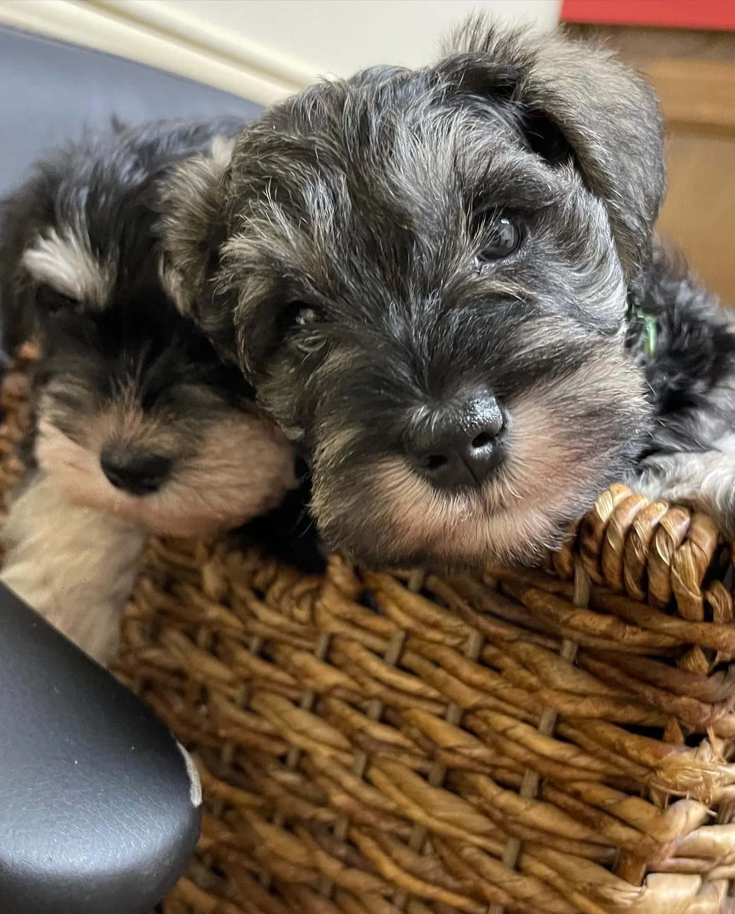 可愛的雪納瑞幼犬 壁紙 — 兩隻可愛嘅雪納瑞幼犬，毛茸茸嘅灰色同白色毛髮，好奇咁從編織柳條籃入面探出頭嚟。