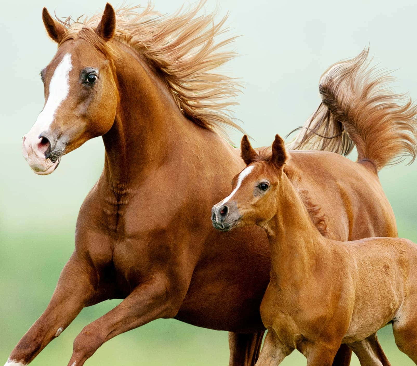 一匹母馬和牠的小馬駒在草地上奔馳，風吹動牠們的鬃毛。 — 可愛馬仔 GIF 壁紙