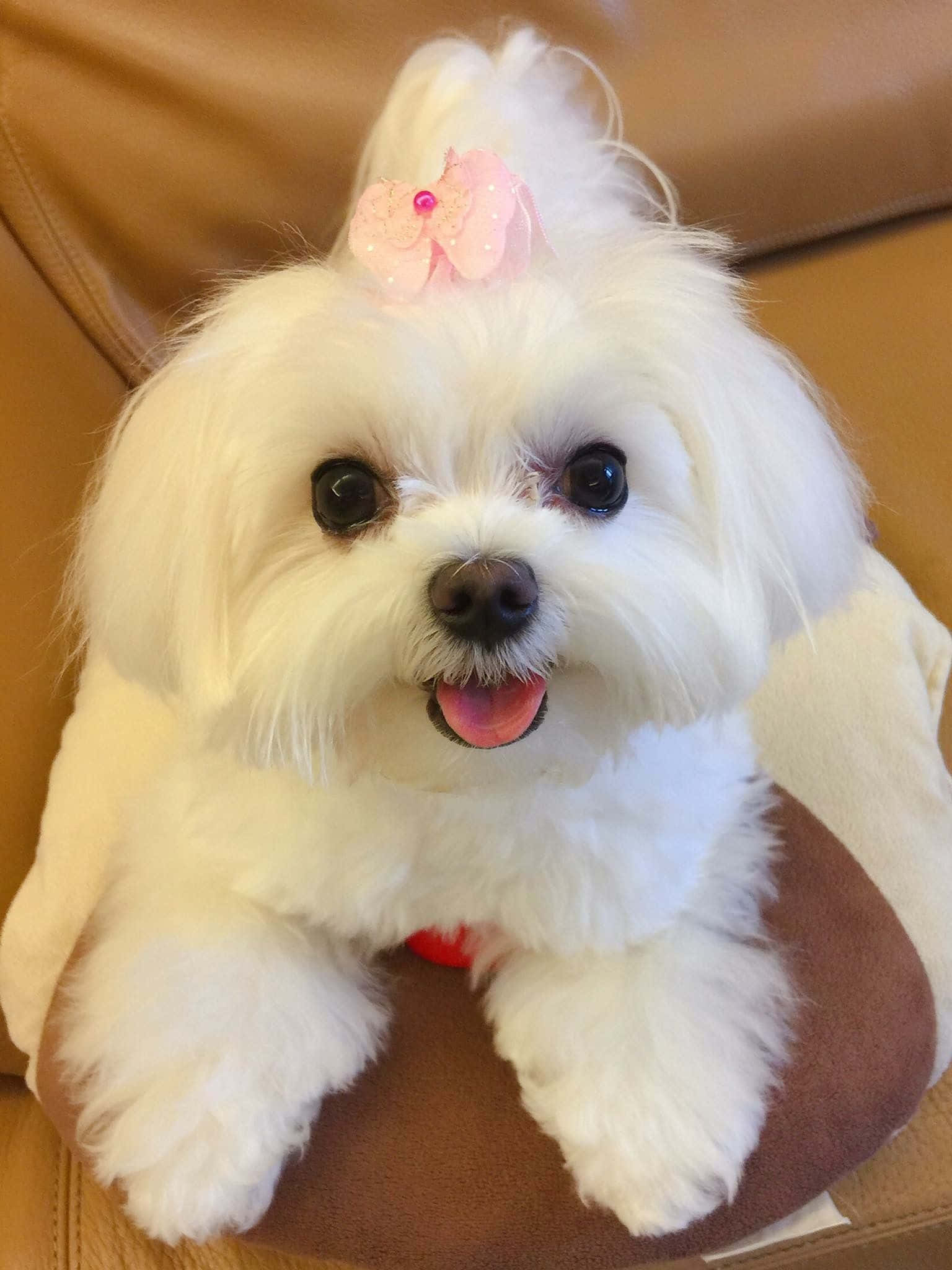 可愛的馬爾濟斯幼犬 壁紙 — 一隻毛茸茸的白色馬爾他犬，頭上戴著粉紅色蝴蝶結，開心地坐在棕色皮沙發上。