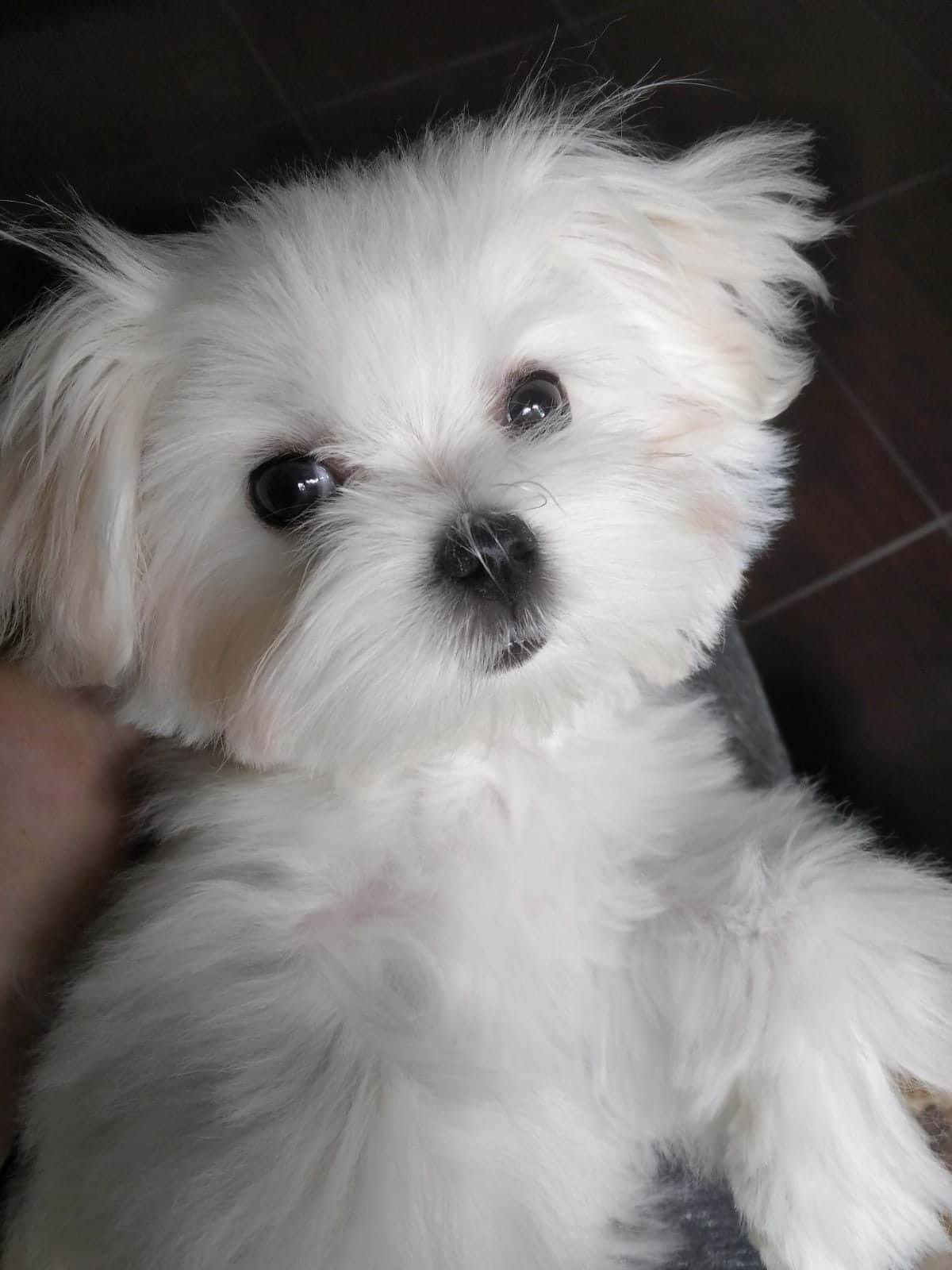 可愛的馬爾濟斯幼犬 壁紙 — 一隻毛茸茸的白色小狗，有著大大的深色眼睛，從深色瓷磚地板上好奇地抬頭看。
