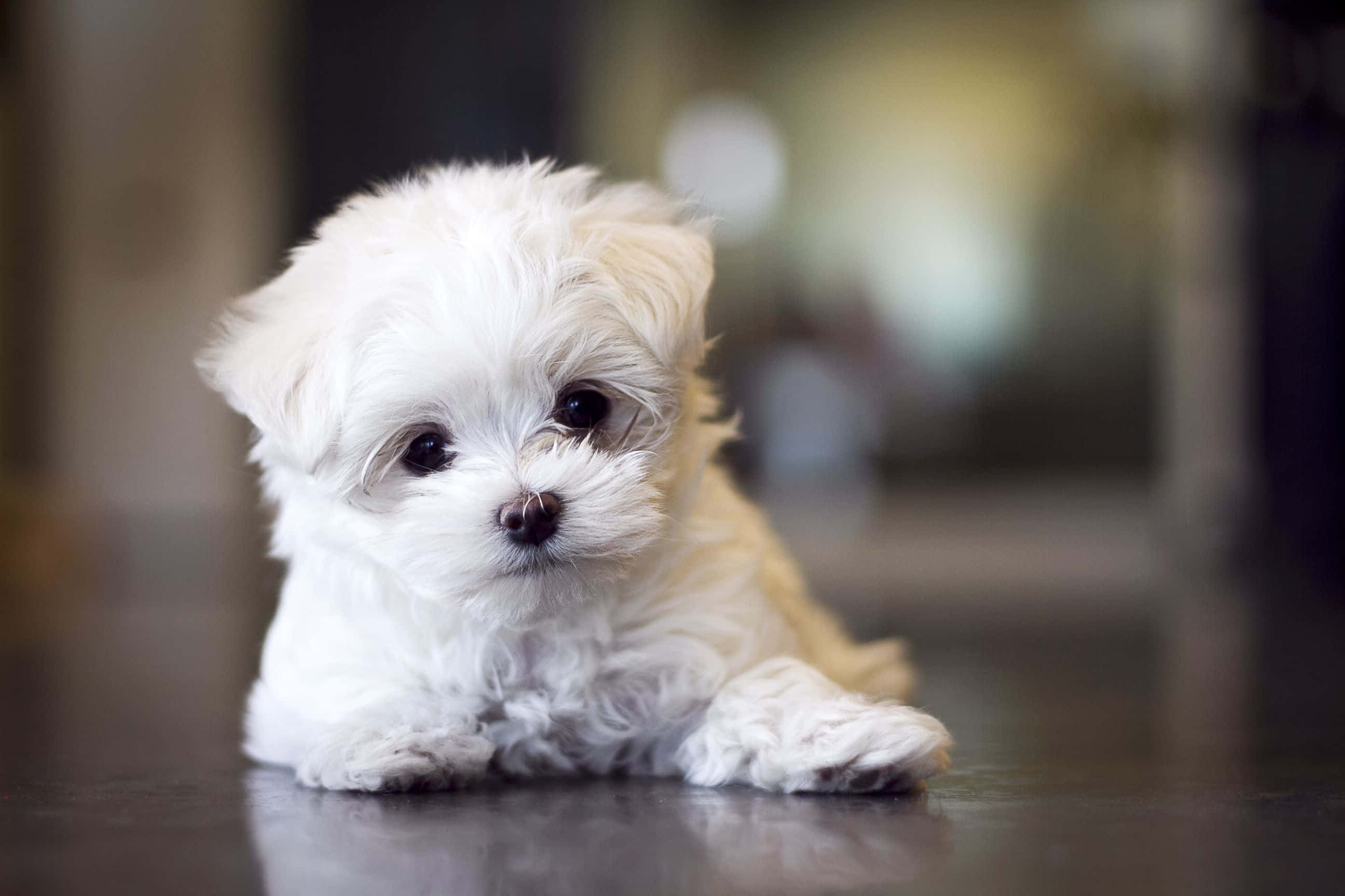 可愛的馬爾濟斯幼犬享受陽光 壁紙 — 一隻毛茸茸的白色小狗，有大大的黑眼睛，躺在反光的地板上直視鏡頭。