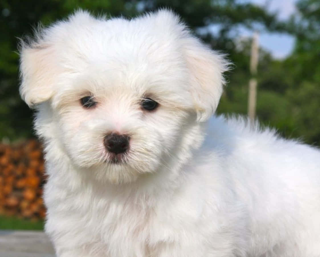 可愛的馬爾濟斯幼犬享受陽光明媚的一天 壁紙 — 一隻毛茸茸的白色小狗，有著深色的眼睛和鼻子，在模糊的綠色戶外背景下溫柔地凝視著鏡頭。