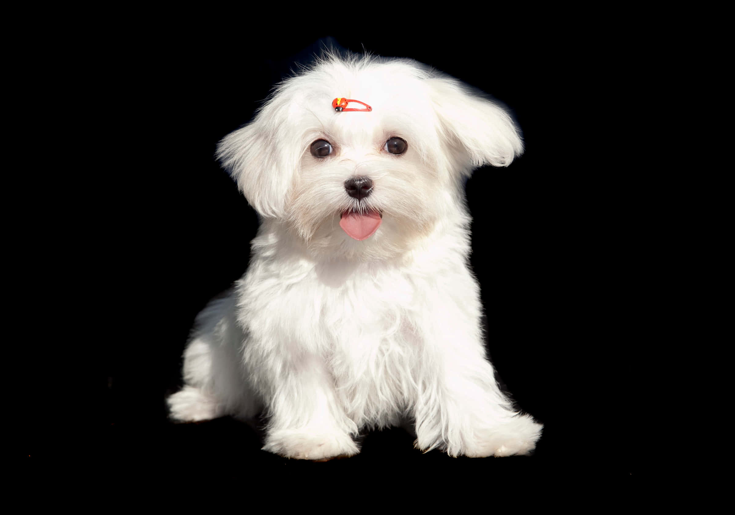 可愛的馬爾濟斯幼犬在地板上悠閒休息 壁紙 — 一隻毛茸茸的白色小狗，戴著紅色髮夾，坐在黑色背景前，伸出舌頭，睜大眼睛。