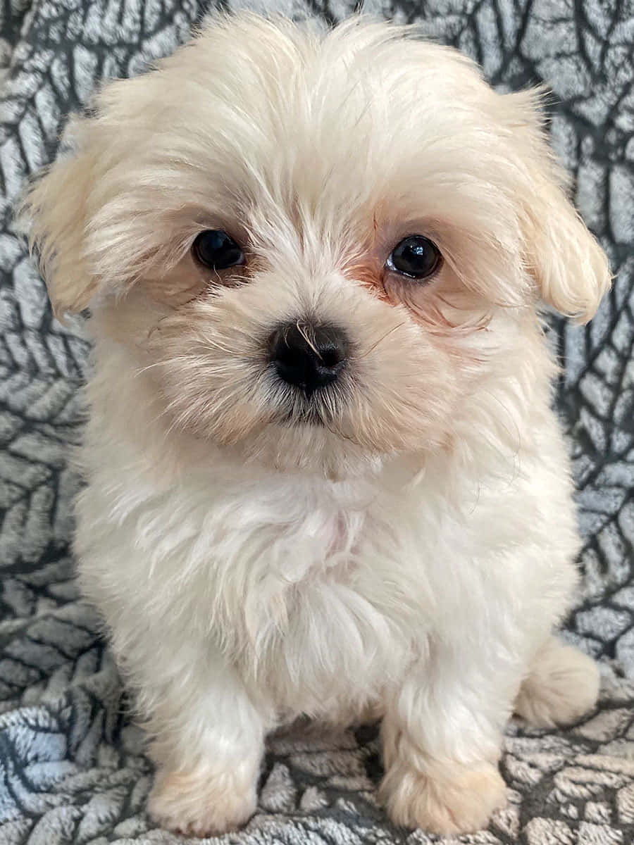 可愛的馬爾濟斯幼犬嬉戲 壁紙 — 一隻毛茸茸的白色小狗，有著大大的黑色眼睛，可愛地坐在灰色圖案毯子上。