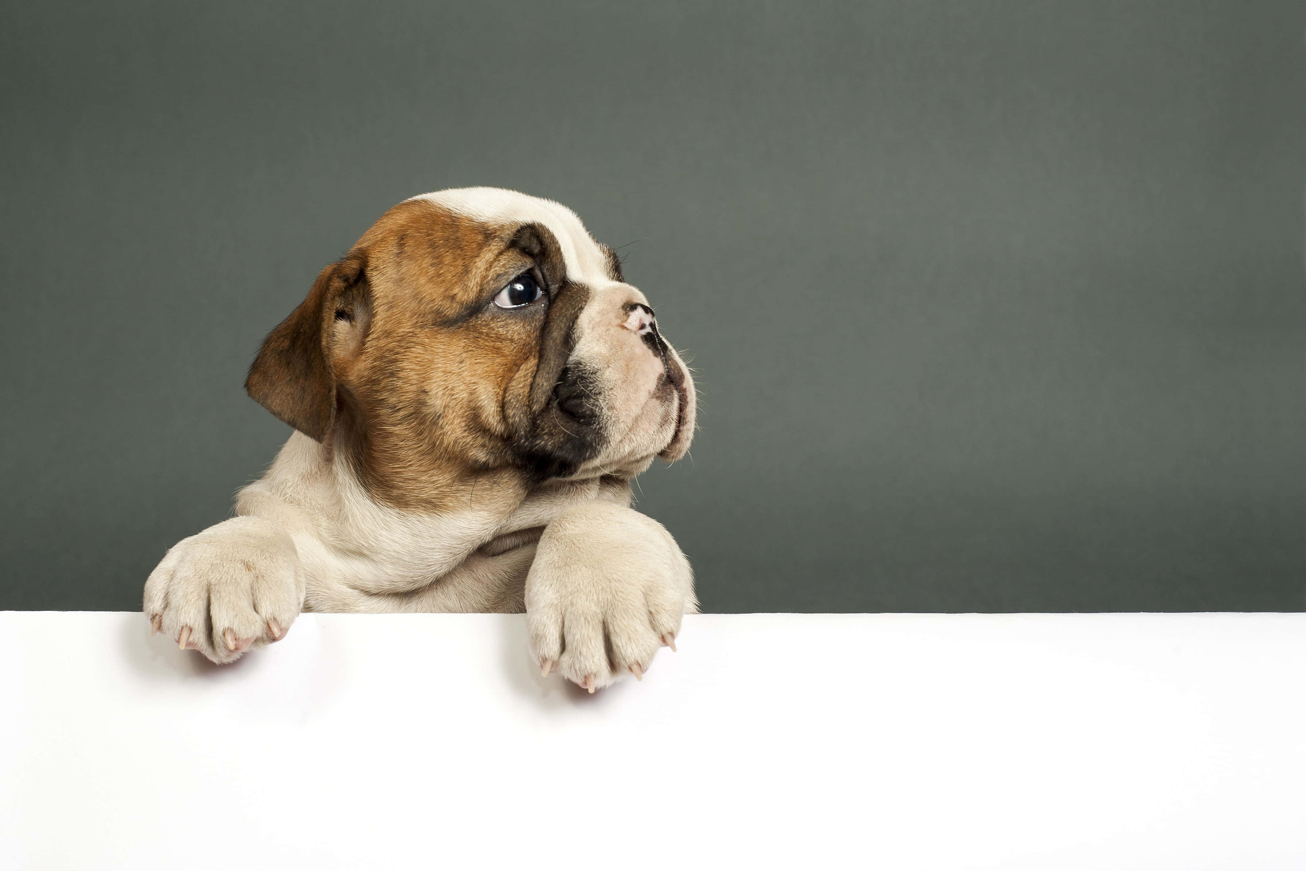 可愛的鬥牛犬幼犬照片 壁紙 — 一隻可愛的鬥牛犬幼犬，有棕色和白色的毛髮，在灰色背景上從白色表面探出頭來。