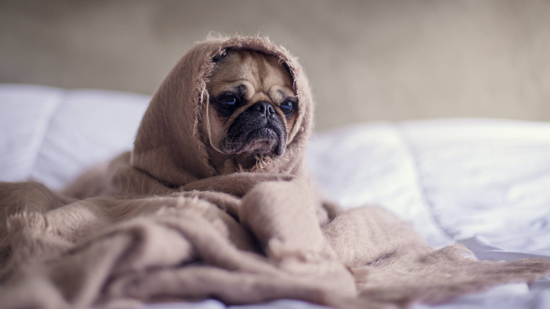 一隻巴哥犬包裹在棕色毯子裡，坐在白色的床上。