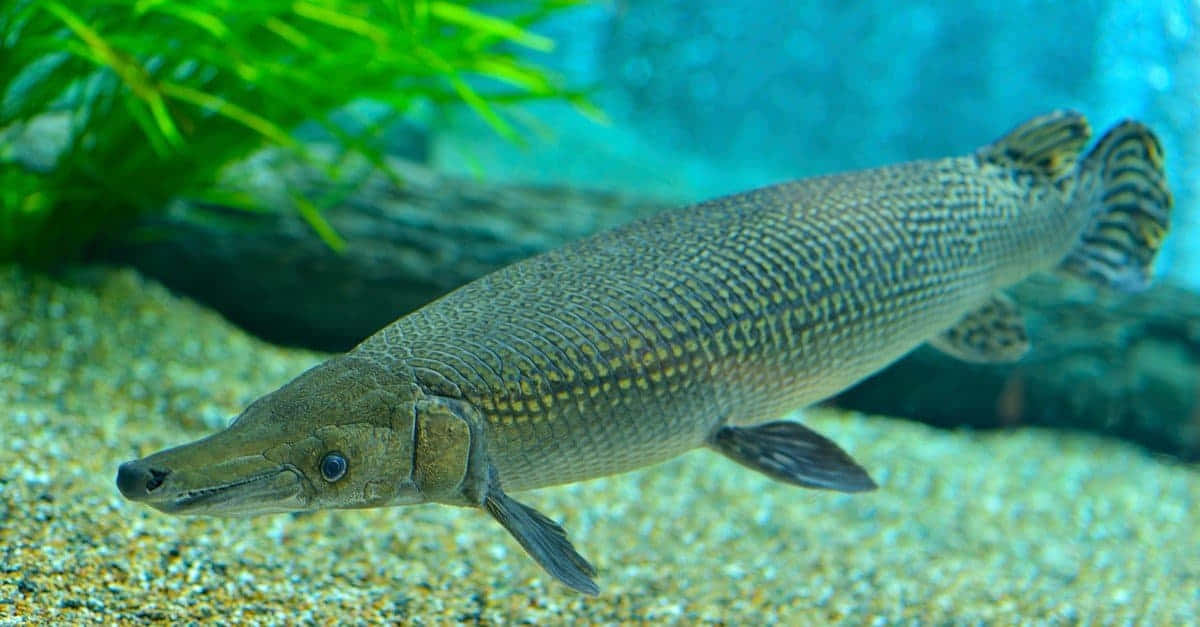 可愛的鱗鰭魚悠遊於清澈湖水 壁紙 — 長鼻雀鱔魚在沙質底質上優雅游動的詳細特寫，背景有綠色水生植物。
