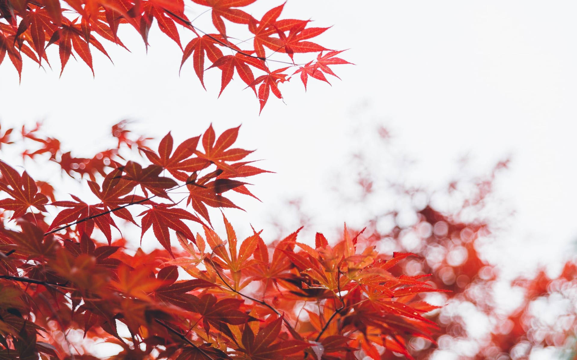 鮮豔的紅色楓葉在秋天，以柔和的白色天空為背景。