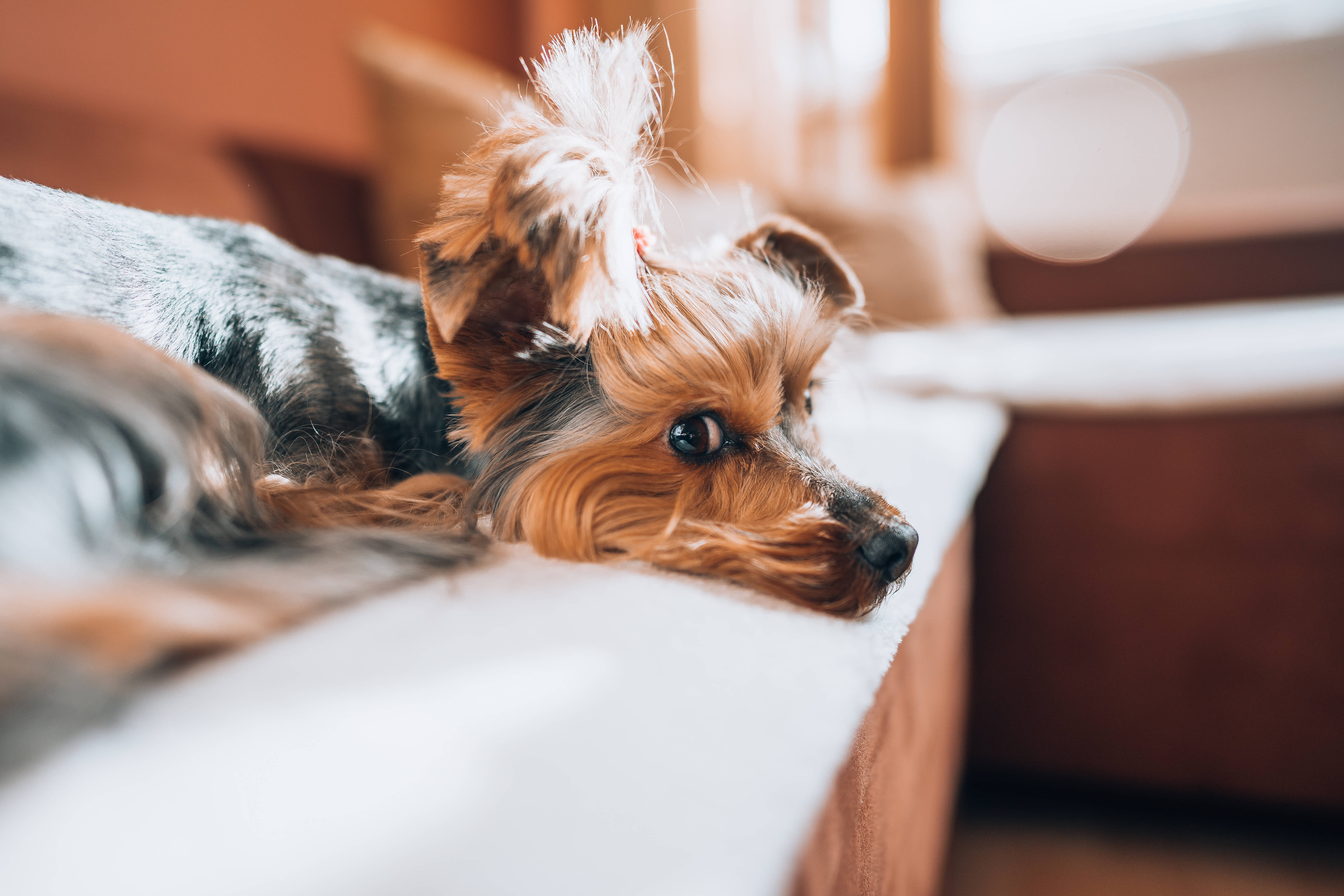 可愛約克夏犬悠閒 壁紙 — 一隻毛茸茸的約克夏㹴將頭擱在白色靠墊上，背景柔和虛化。