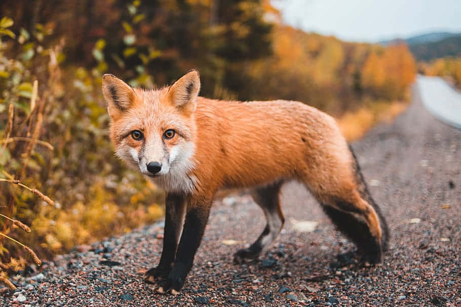 紅狐站在秋日森林的碎石路上