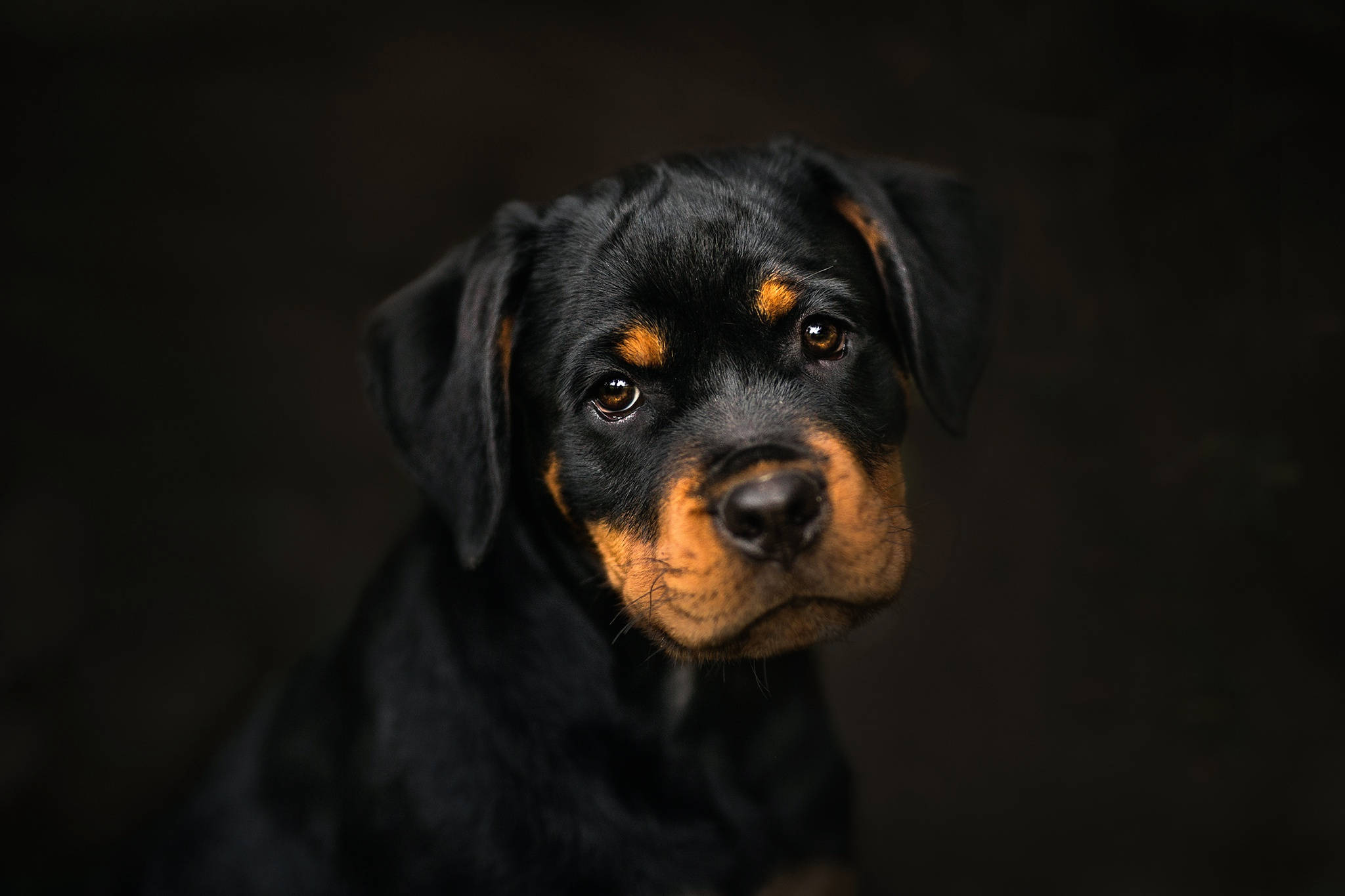 可愛羅威納幼犬 壁紙 — 一隻年輕洛威拿幼犬的特寫肖像，擁有富表情的棕色眼睛和棕褐色斑紋，背景為深色。