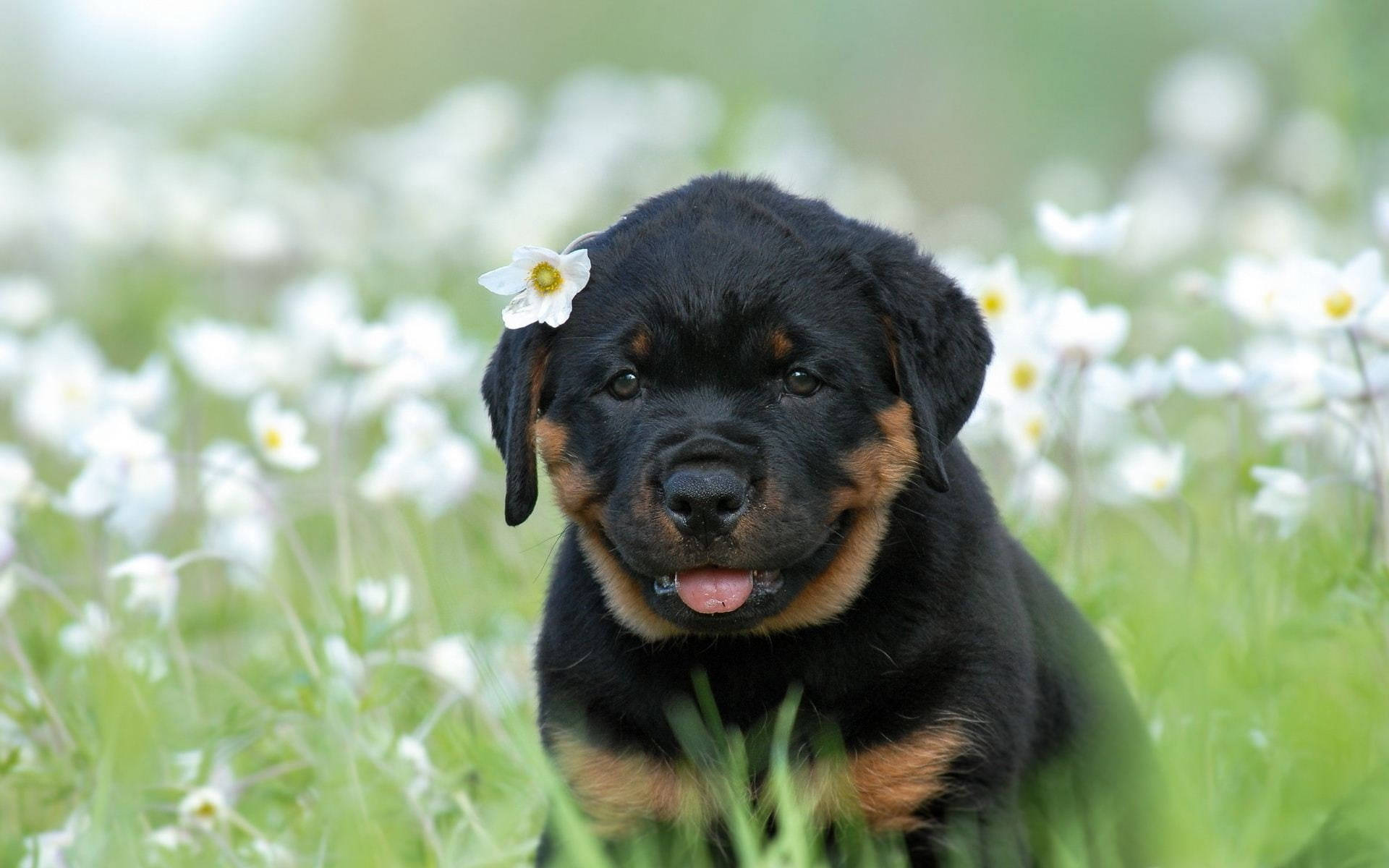 可愛羅威納幼犬 壁紙 — 一隻黑褐色羅威納幼犬頭上戴著一朵白色花朵，坐在一片白色花朵和綠色草地的田野中。