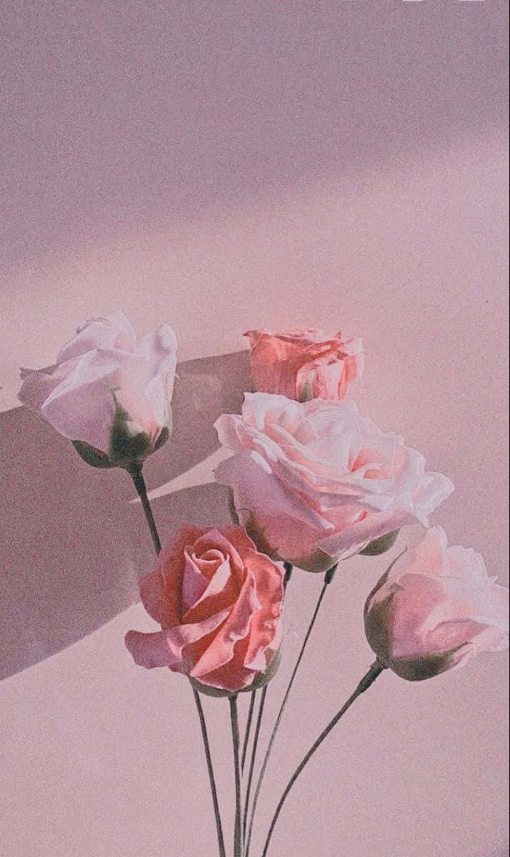 可愛美學圖片 壁紙
