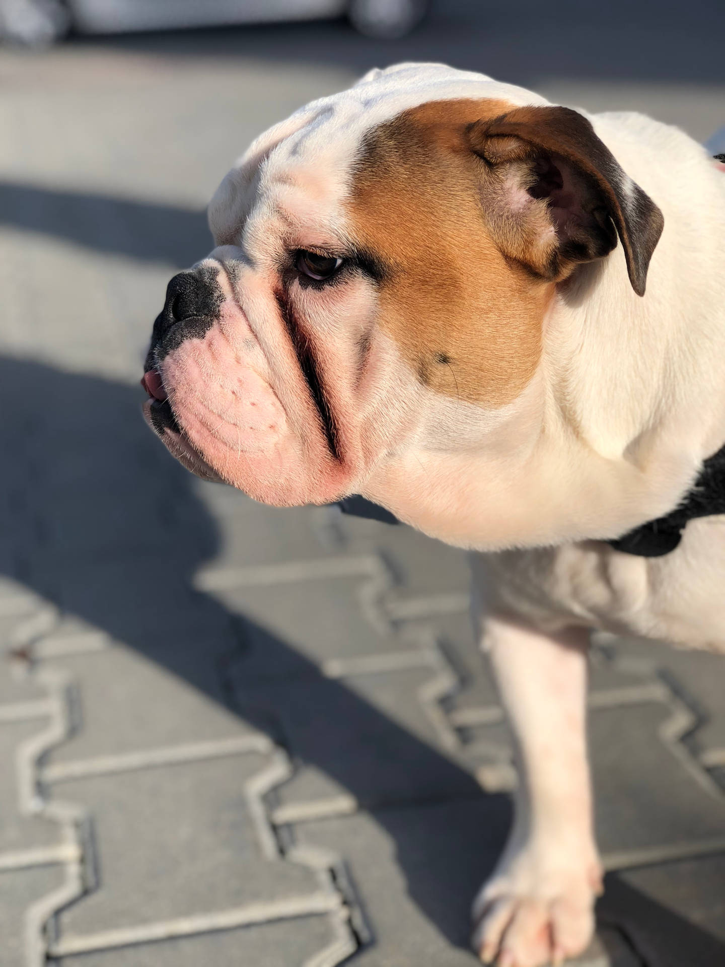 一隻毛色白啡相間的鬥牛犬，在明亮的陽光下站在鋪砌的人行道上。