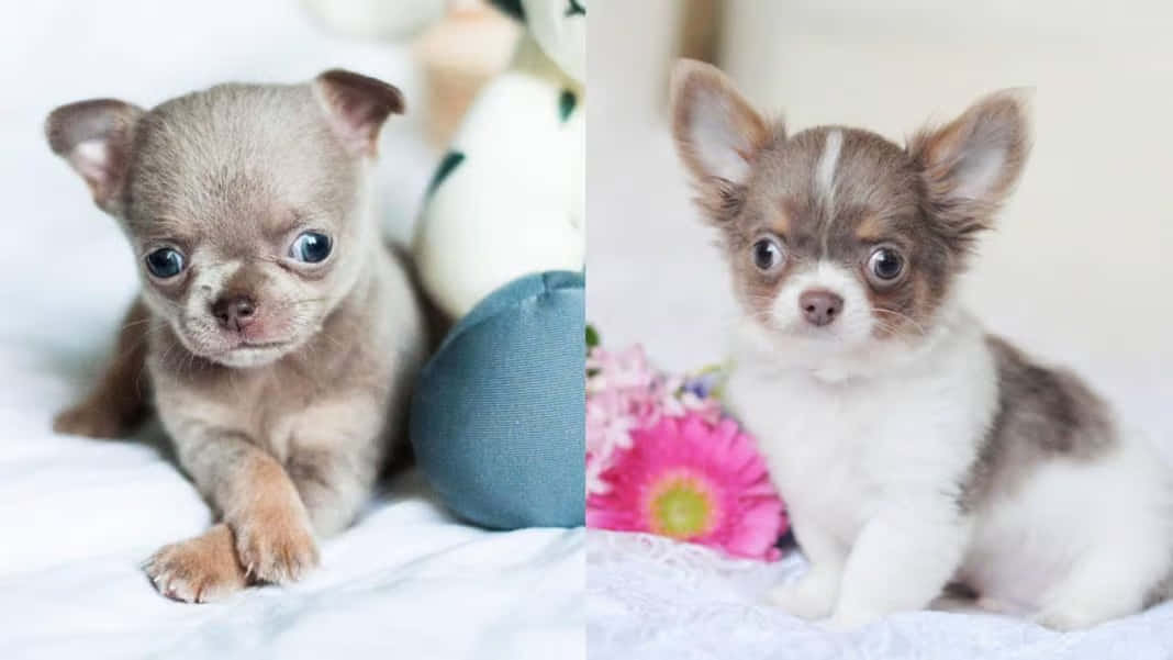 兩隻細細隻嘅芝娃娃幼犬，有大眼睛，一隻灰色一隻白色，旁邊有粉紅色花
