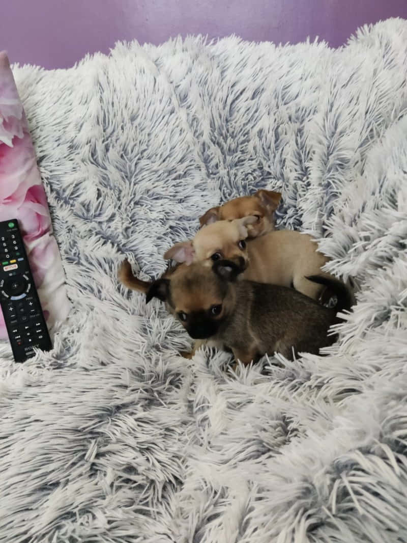 三隻芝娃娃幼犬喺遙控器旁邊嘅 fluffy 毛氈上挨埋一齊瞓覺。